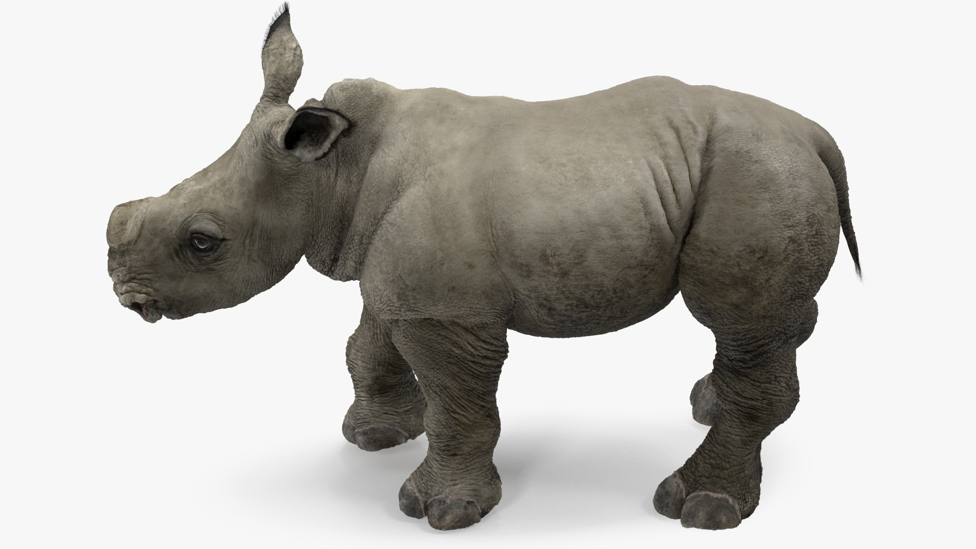 3D Baby Rhino Fur Rigged