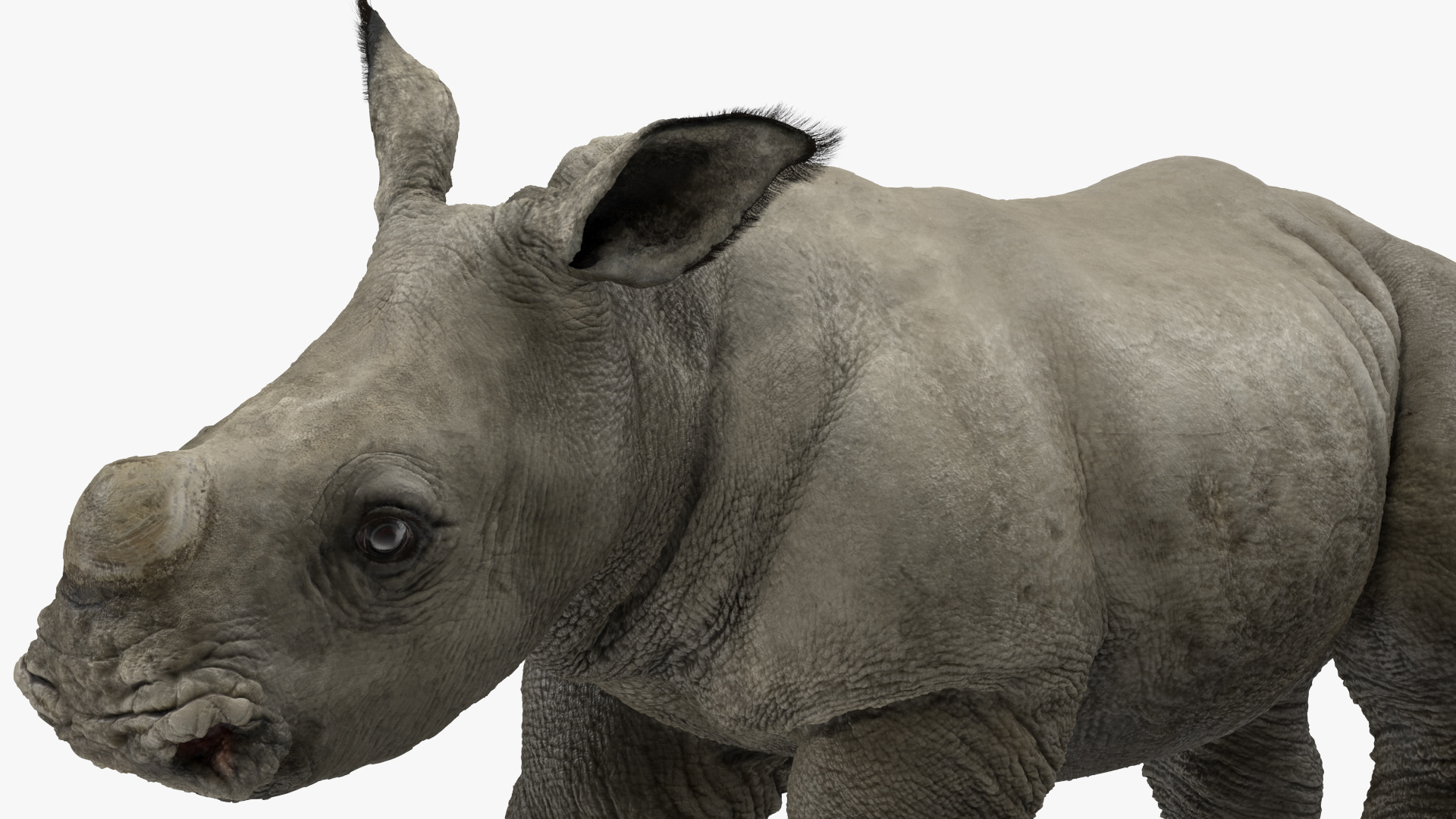 3D Baby Rhino Fur Rigged