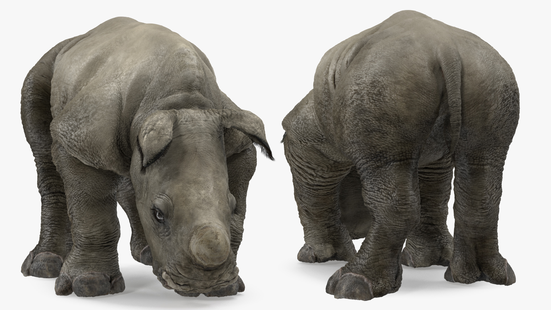 3D Baby Rhino Fur Rigged