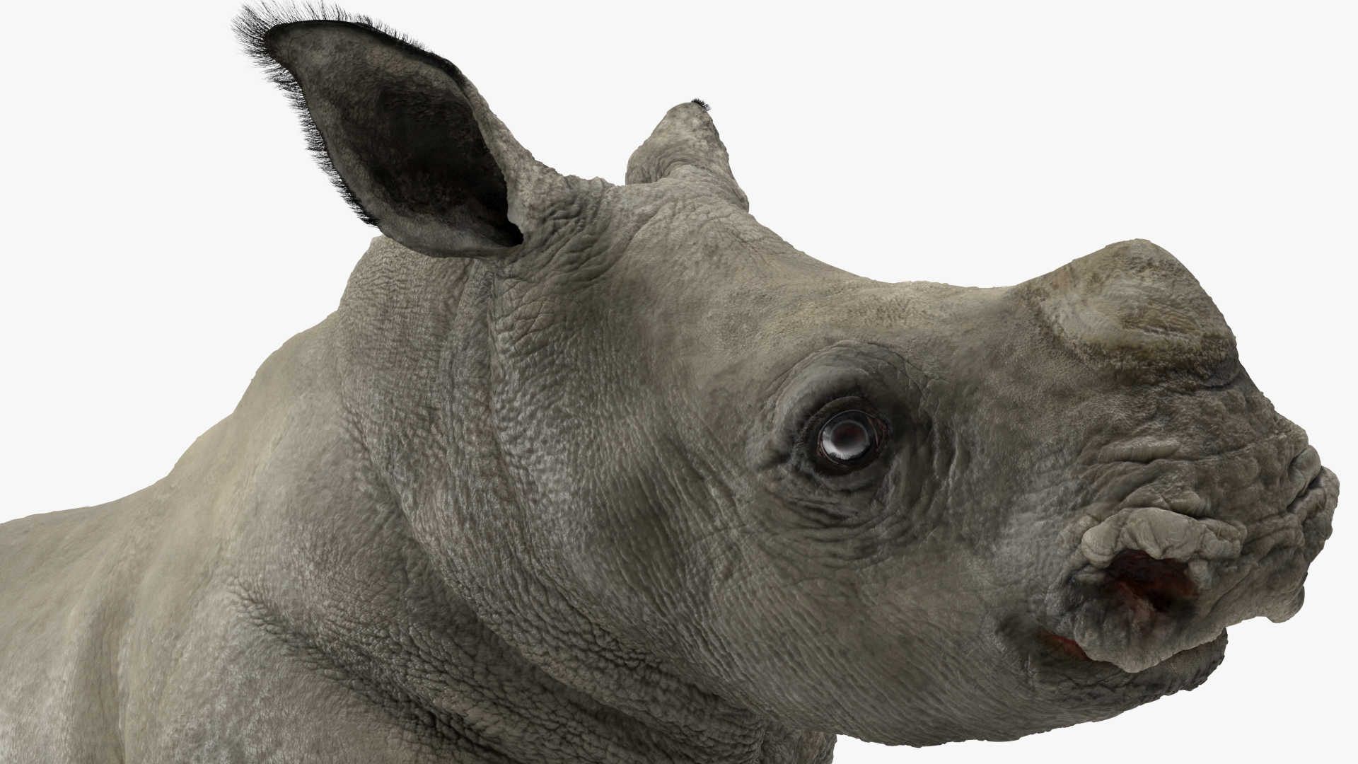 3D Baby Rhino Fur Rigged