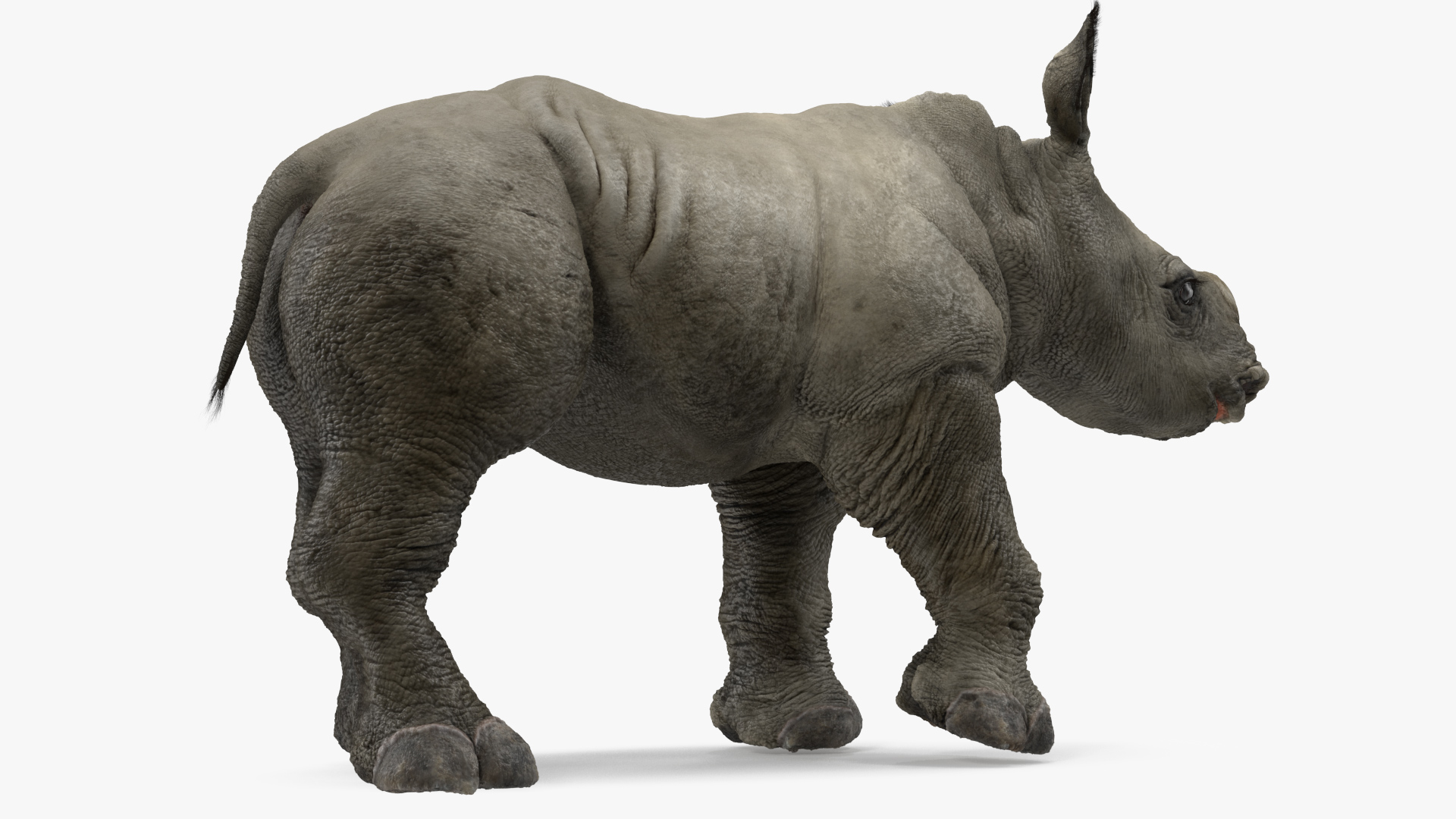 3D Baby Rhino Fur Rigged