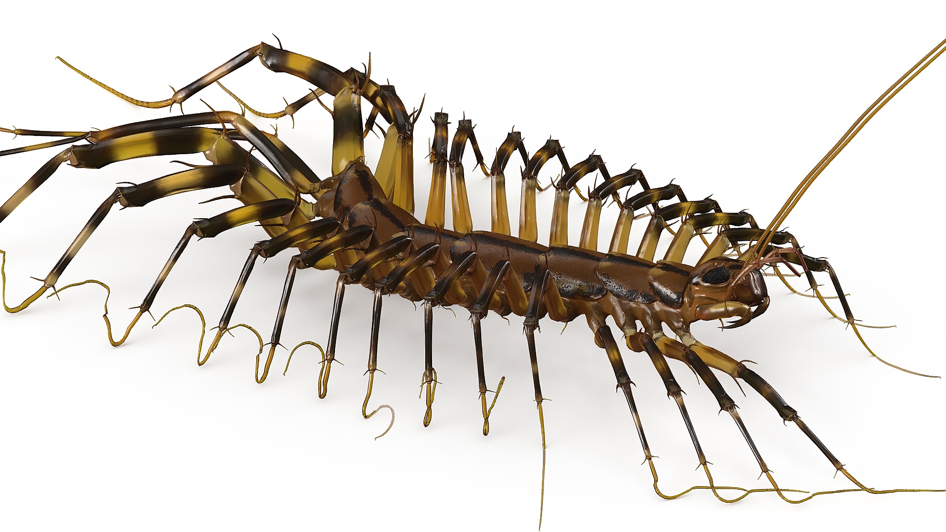 3D Scutigera Coleoptrata Rigged model