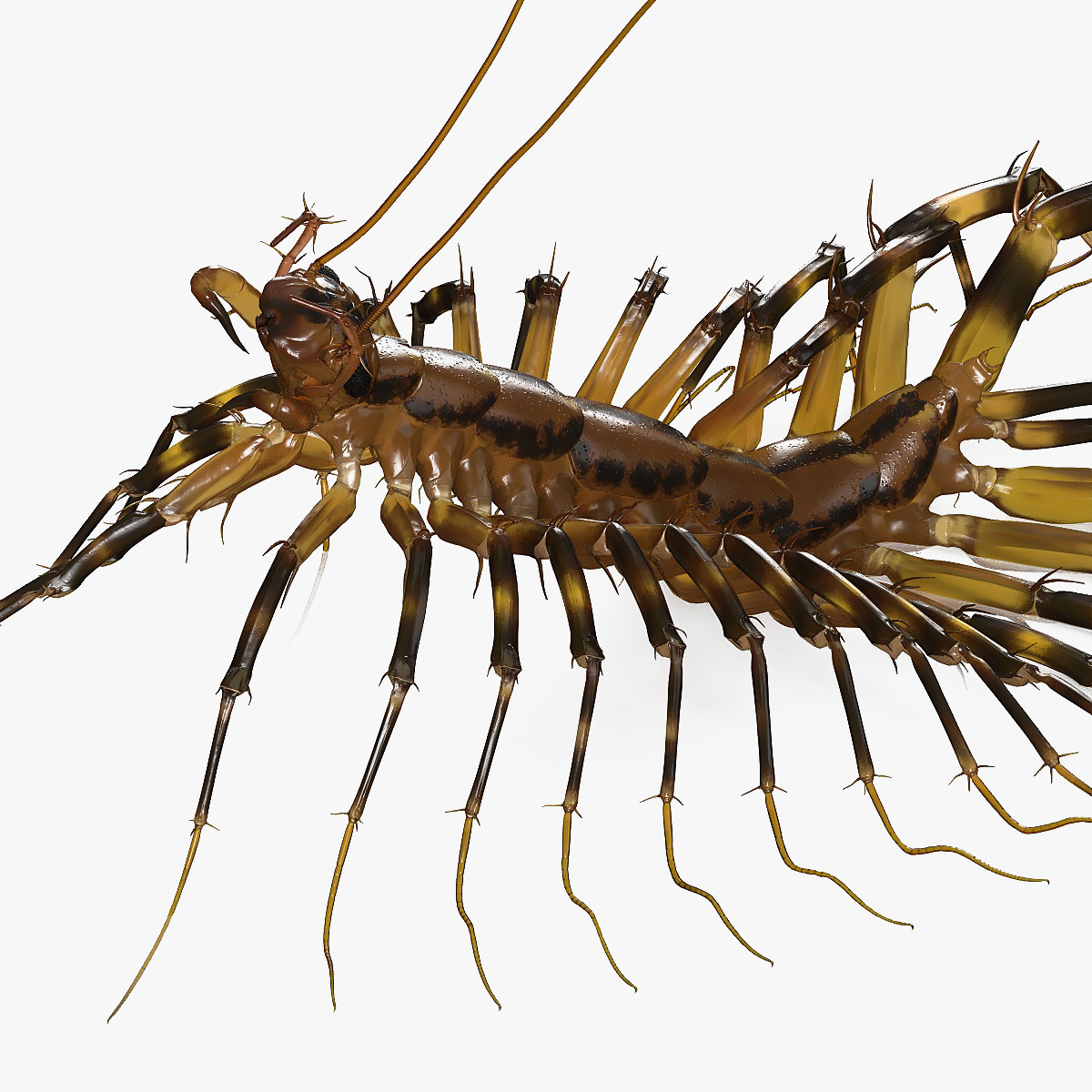 3D Scutigera Coleoptrata Rigged model