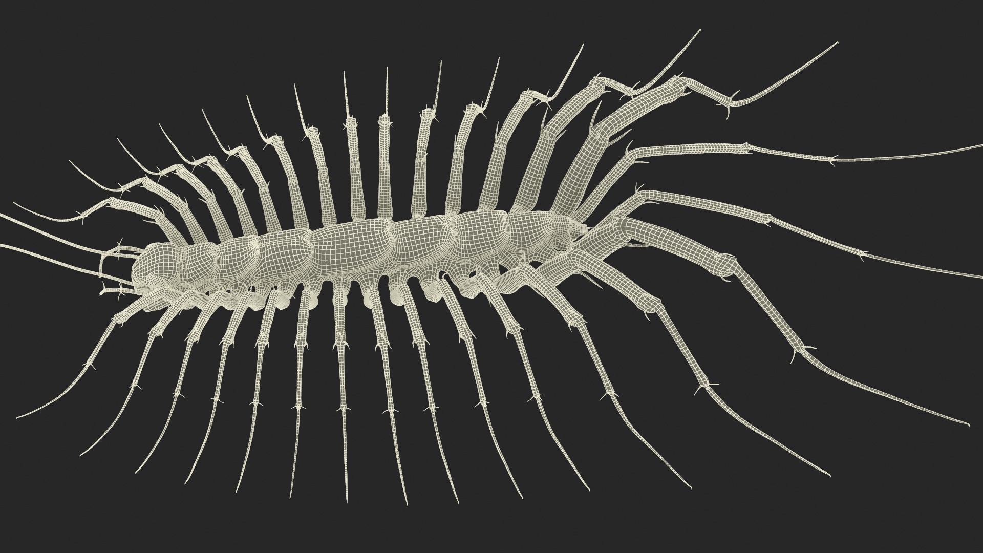 3D Scutigera Coleoptrata Rigged model