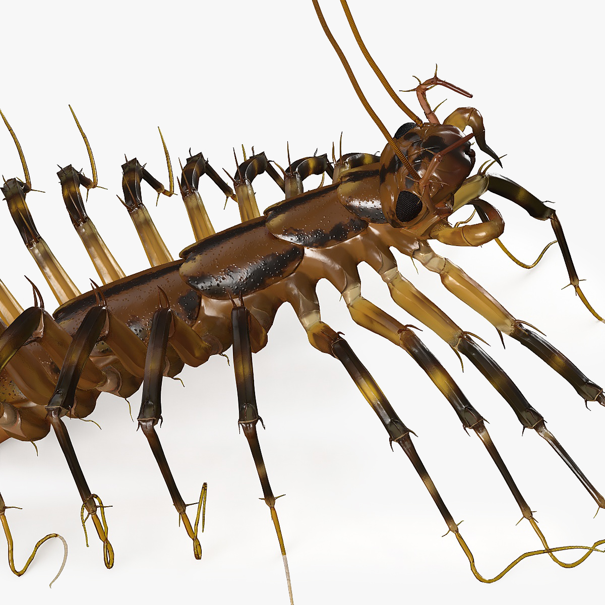 3D Scutigera Coleoptrata Rigged model