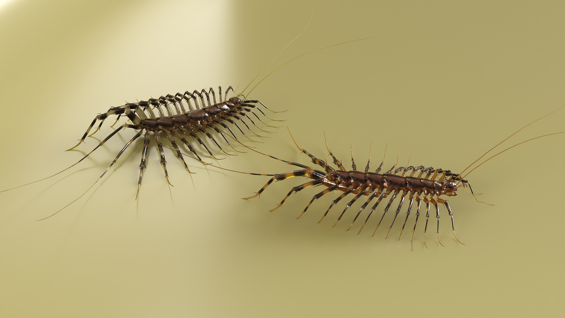 3D Scutigera Coleoptrata Rigged model