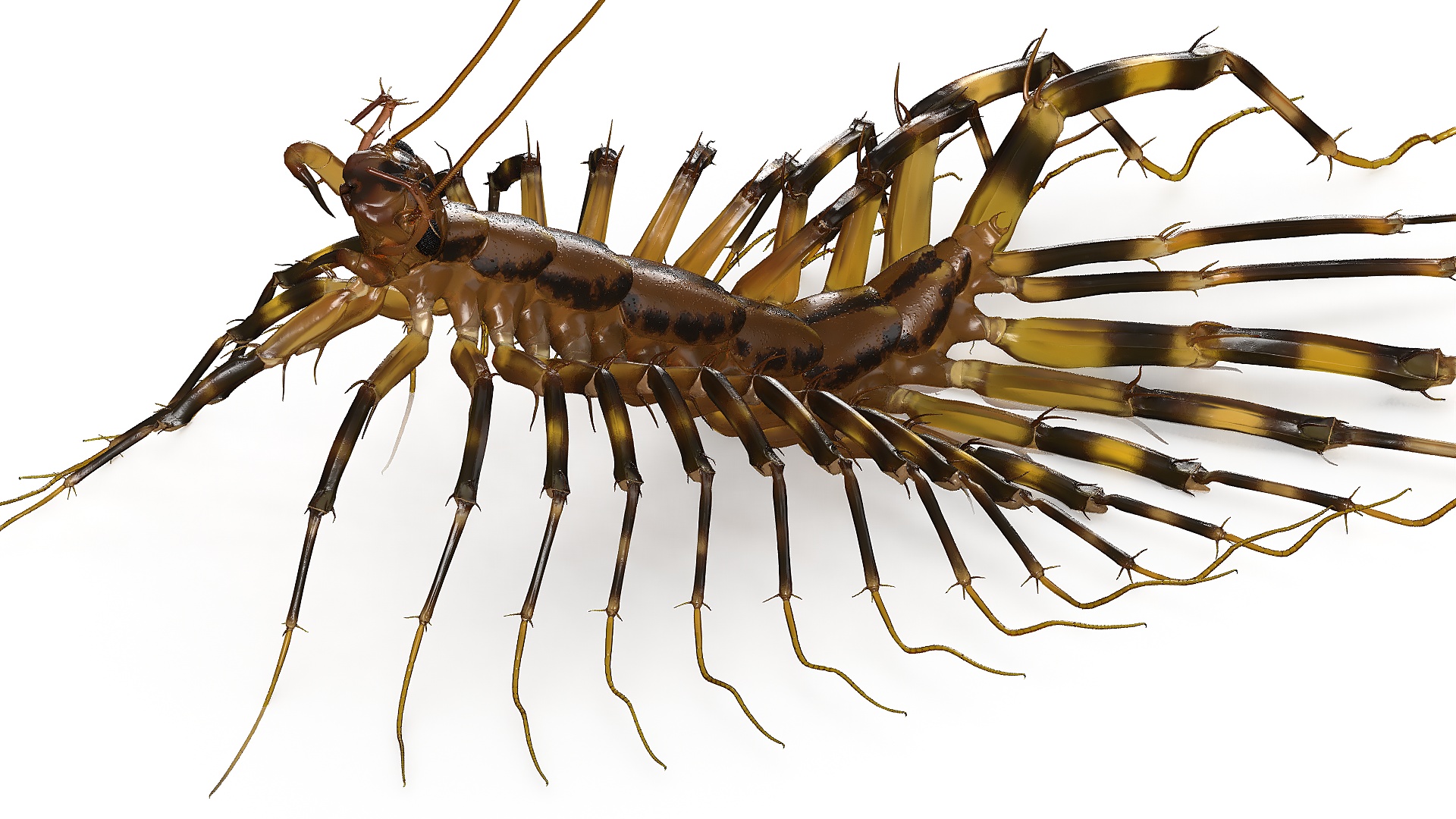 3D Scutigera Coleoptrata Rigged model