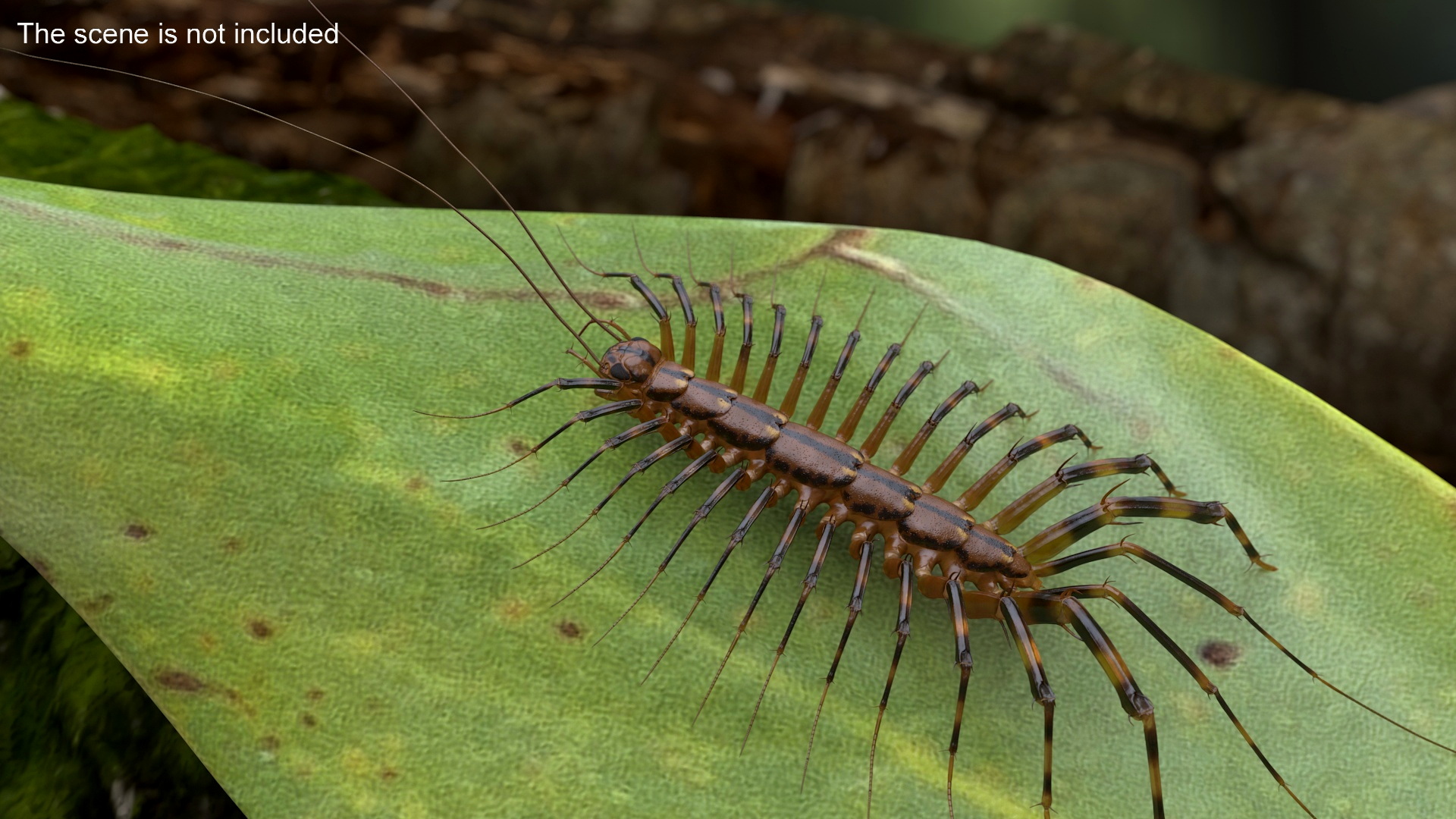 3D Scutigera Coleoptrata Rigged model