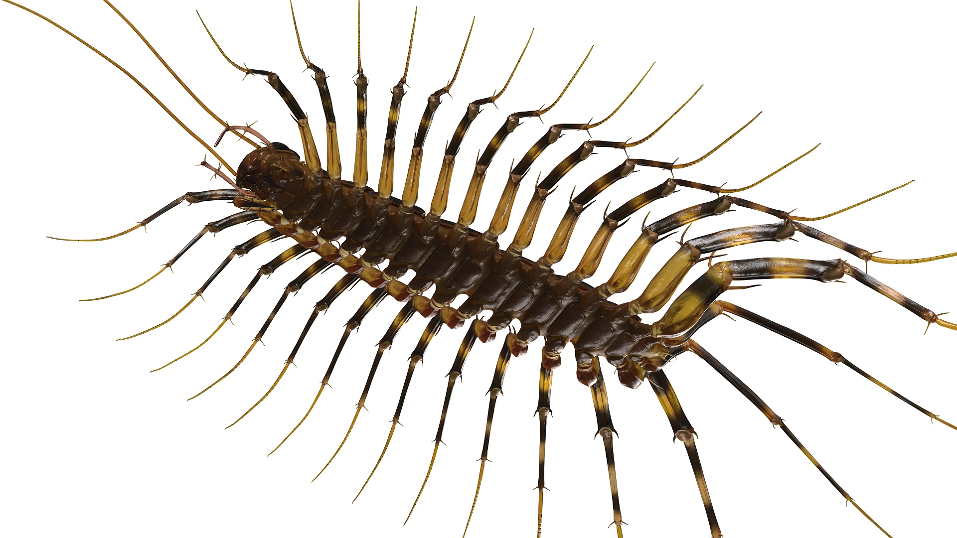 3D Scutigera Coleoptrata Rigged model