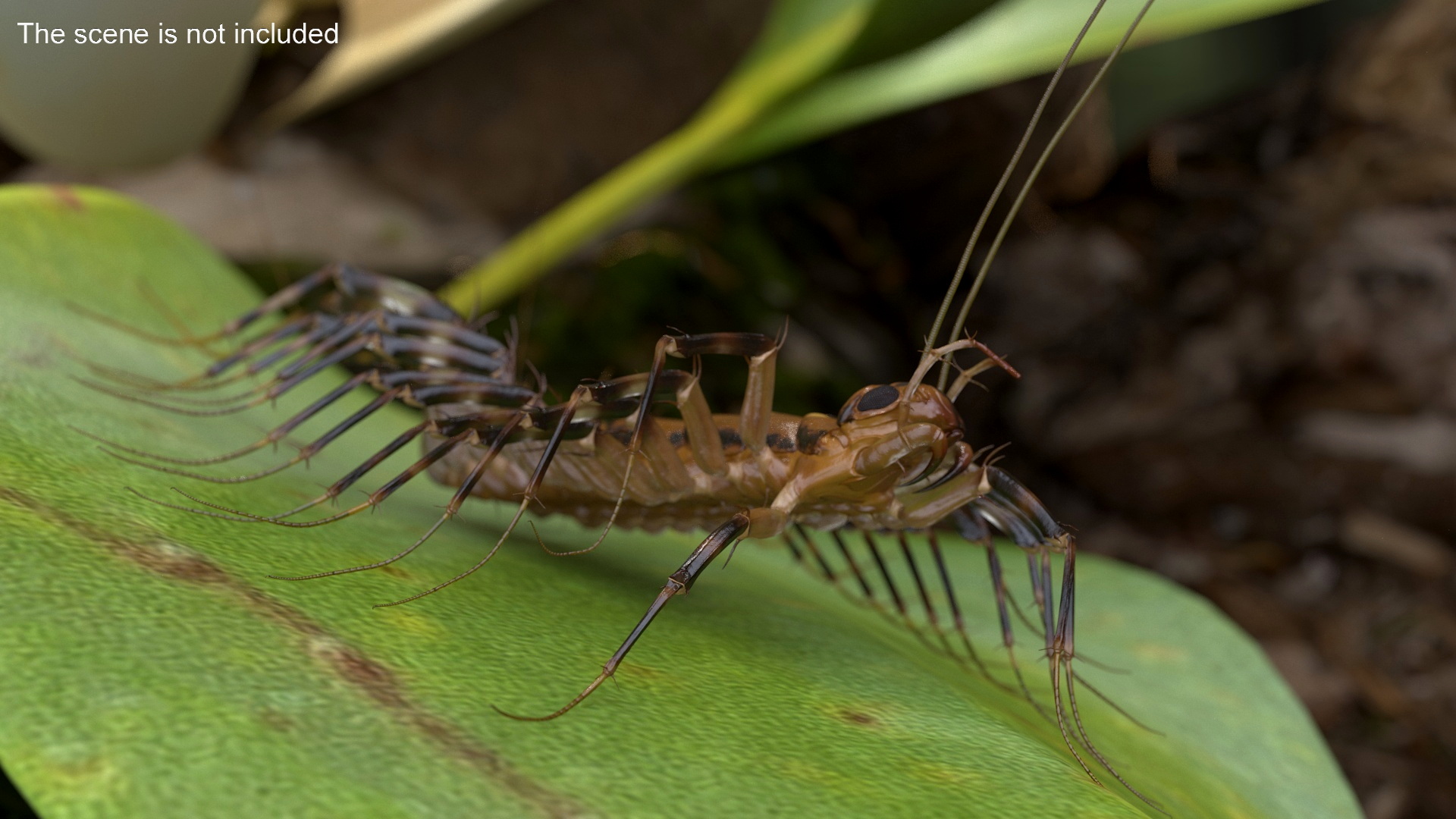 3D Scutigera Coleoptrata Rigged model