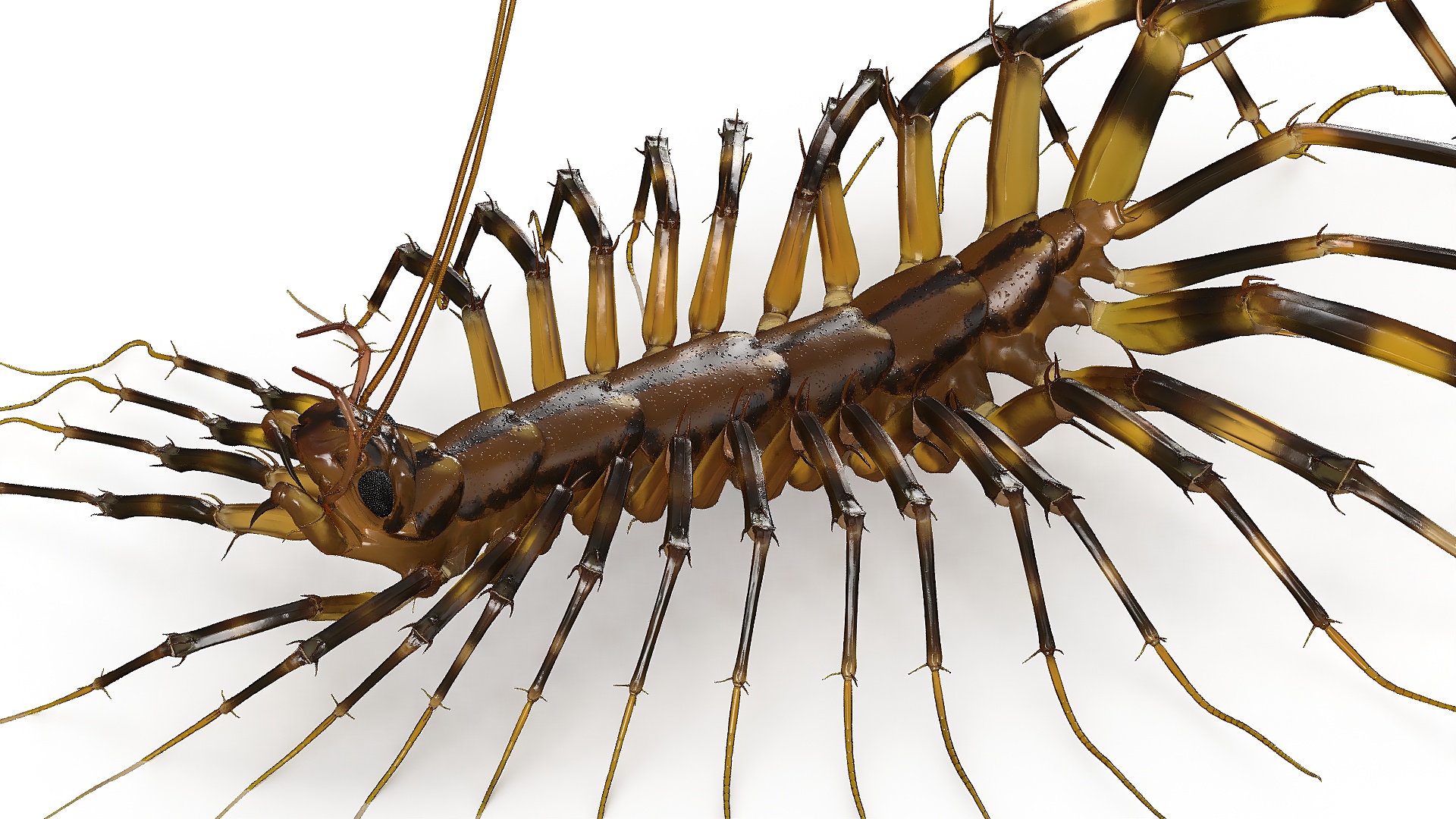 3D Scutigera Coleoptrata Rigged model