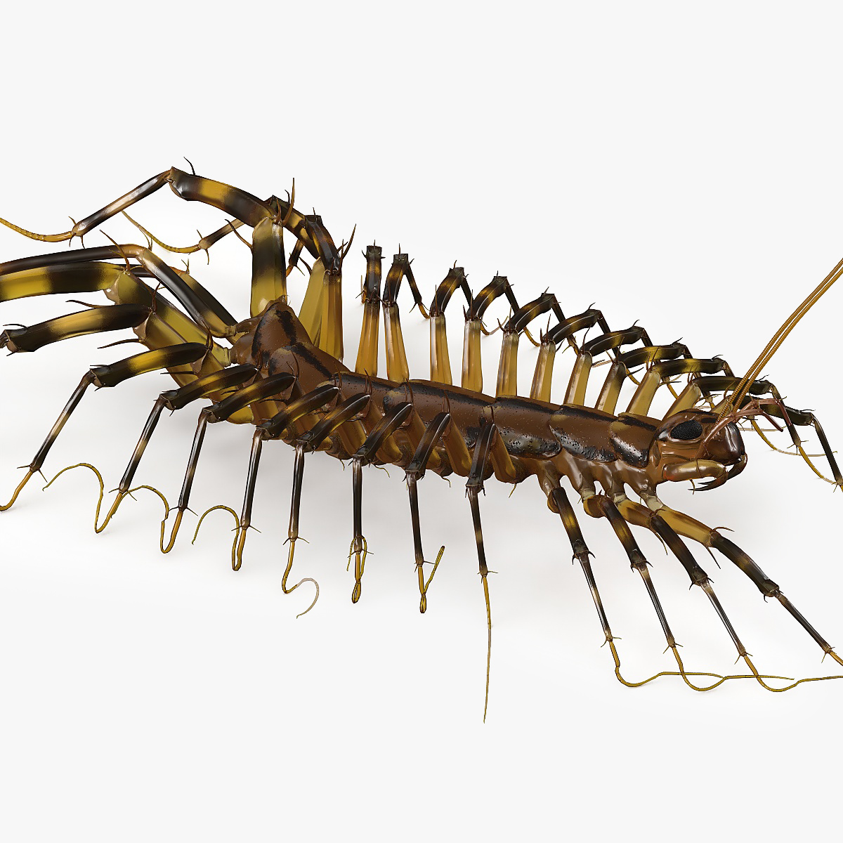 3D Scutigera Coleoptrata Rigged model