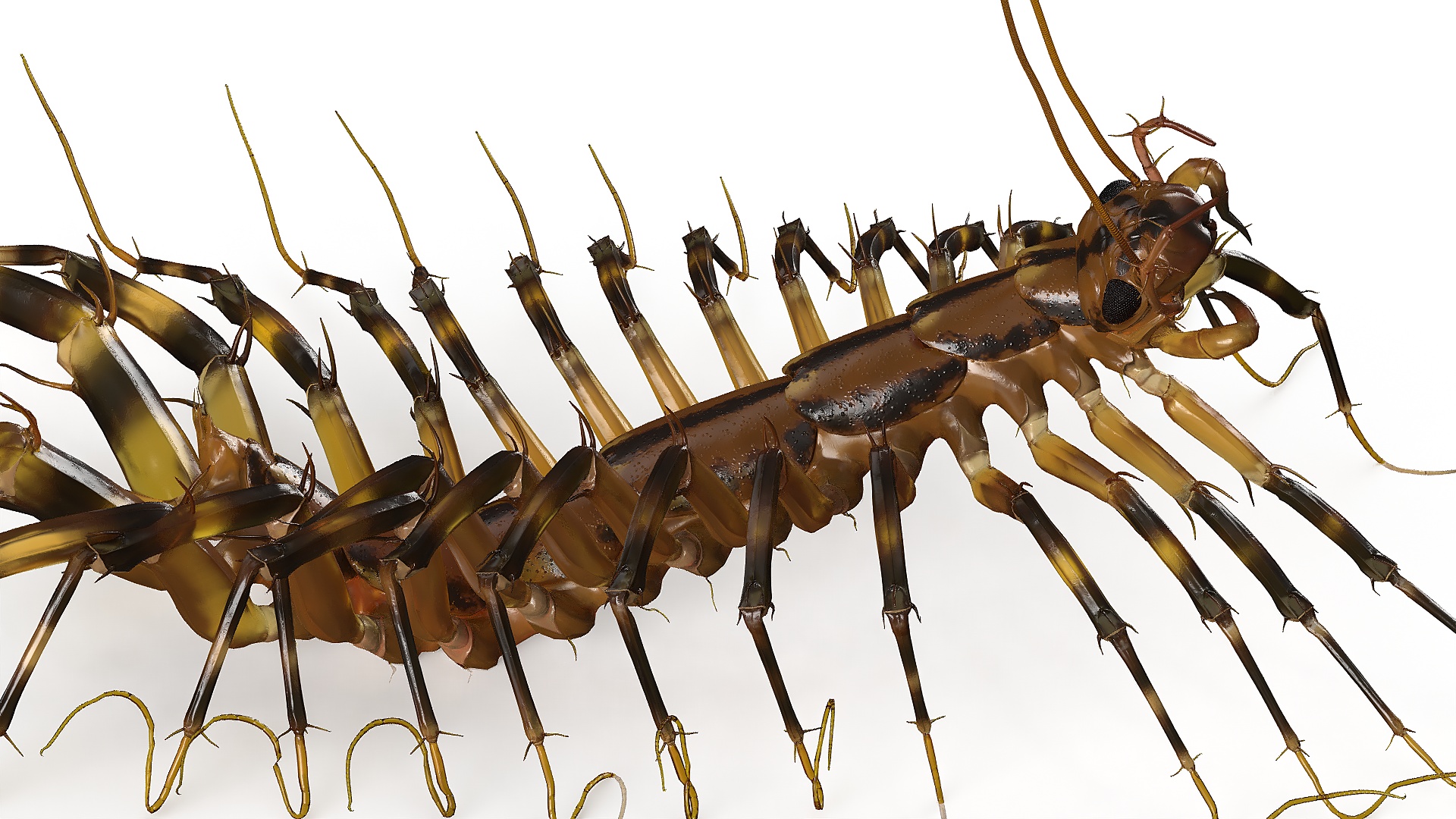 3D Scutigera Coleoptrata Rigged model