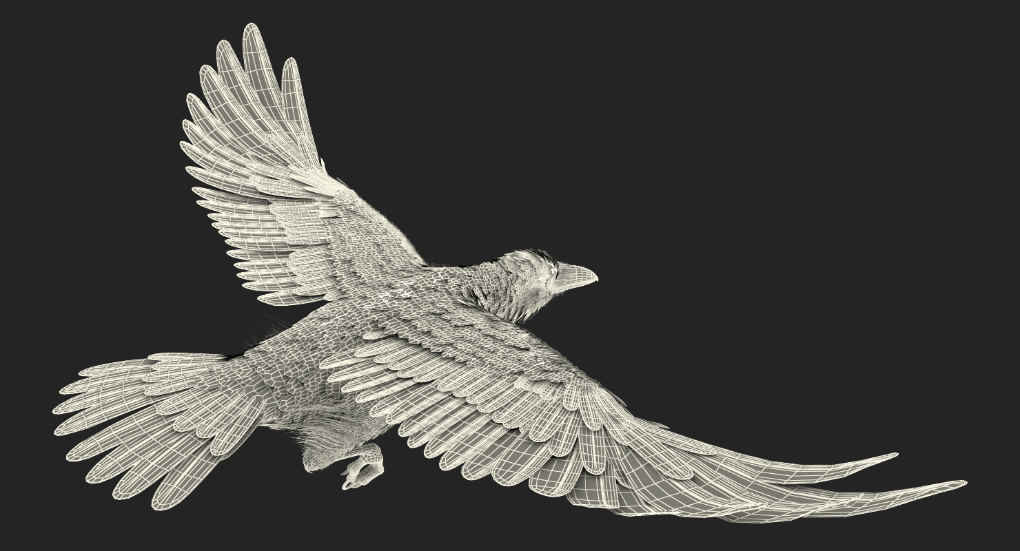 Common Raven Soars Animated Rigged 3D model