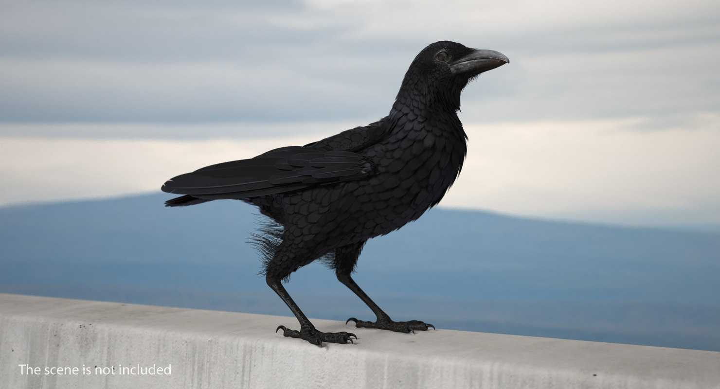 Common Raven Soars Animated Rigged 3D model