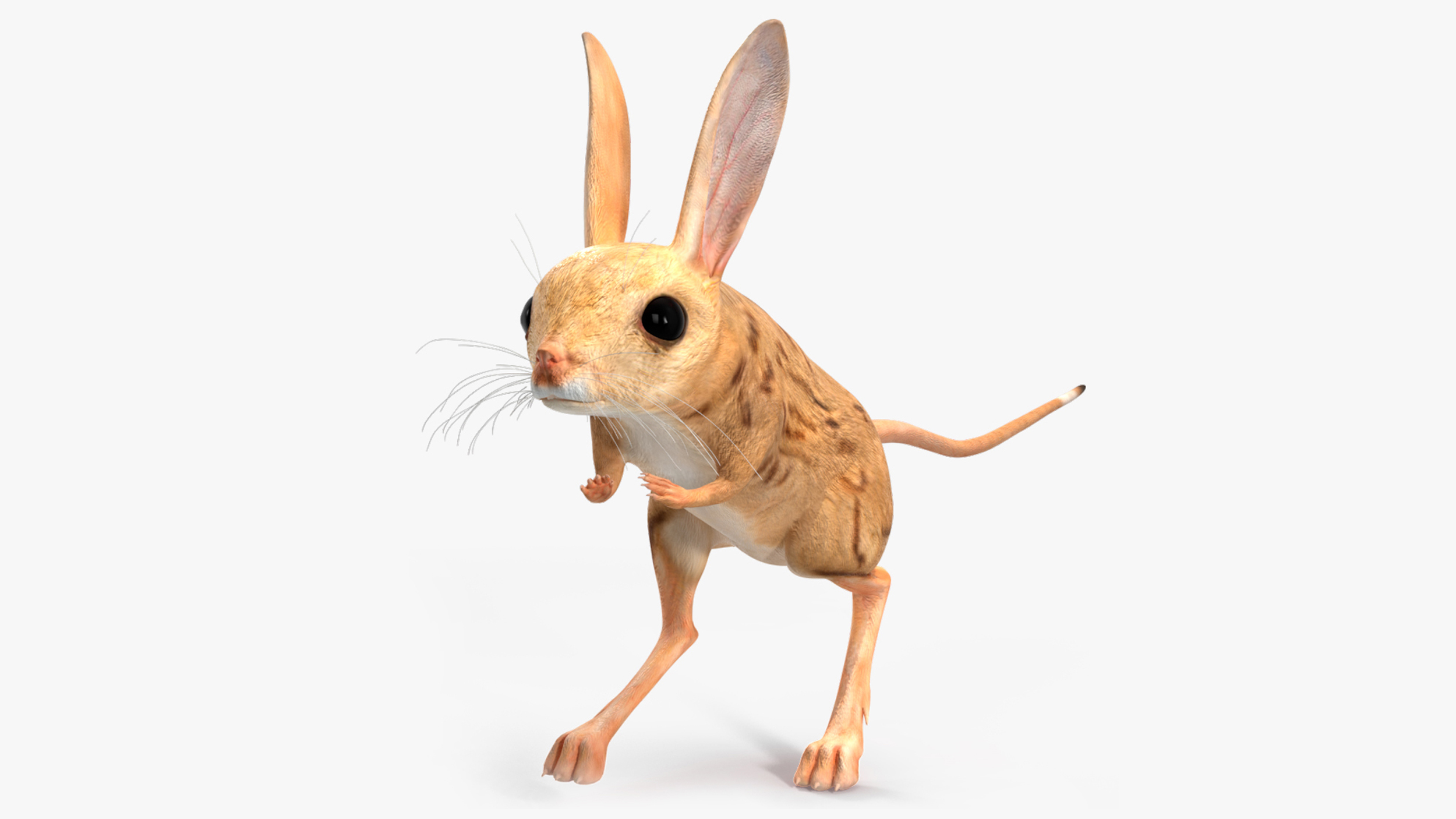 Desert Jerboa Rigged for Maya 3D model