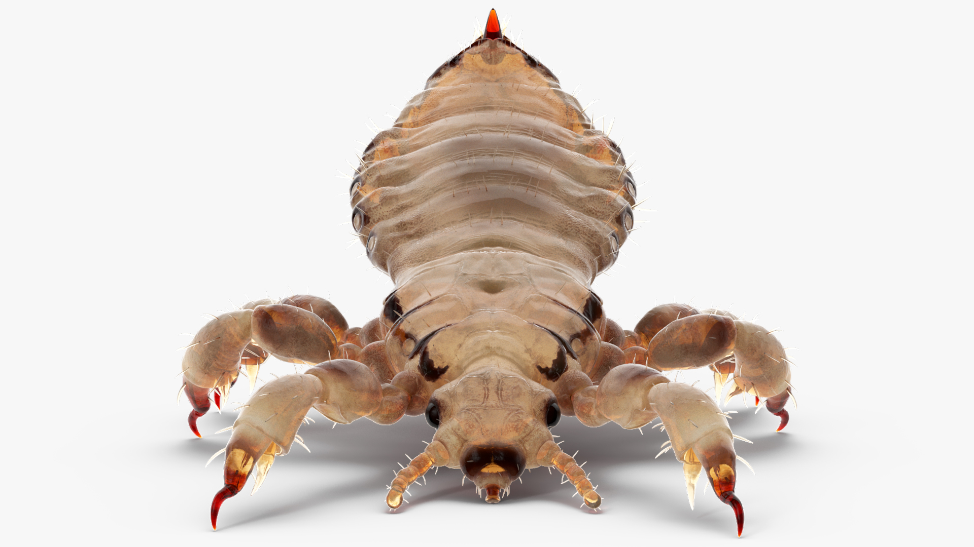 Parasitic Insect Louse White Eating Pose SSS 3D model