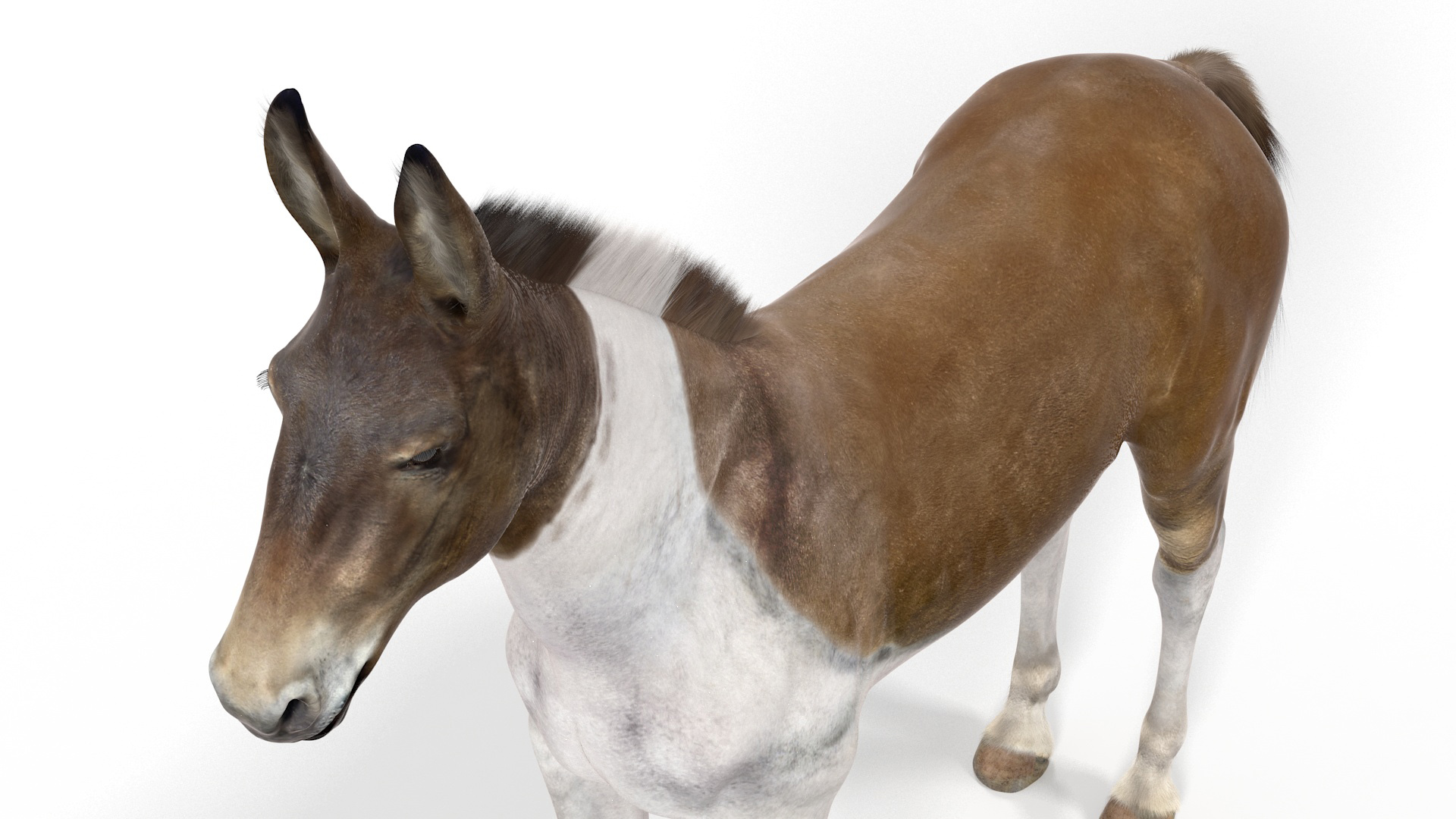 3D model Mule Fur