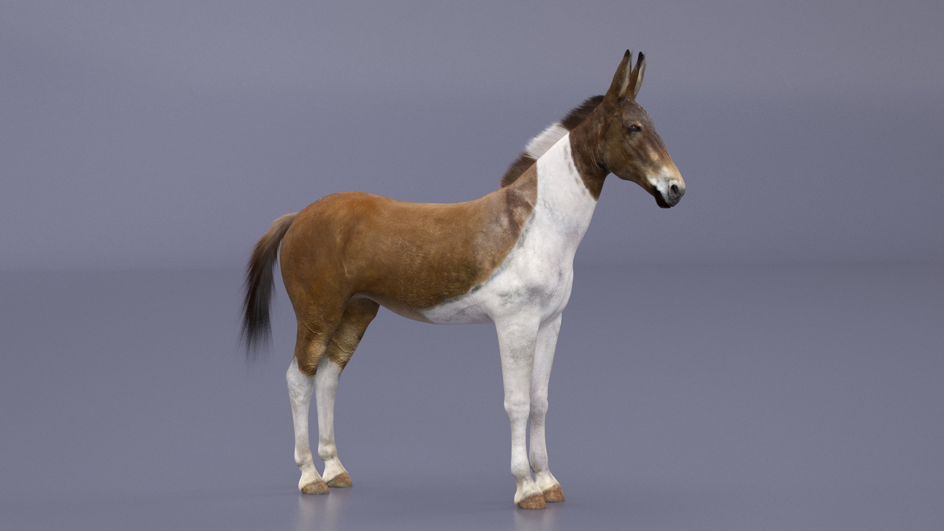 3D model Mule Fur