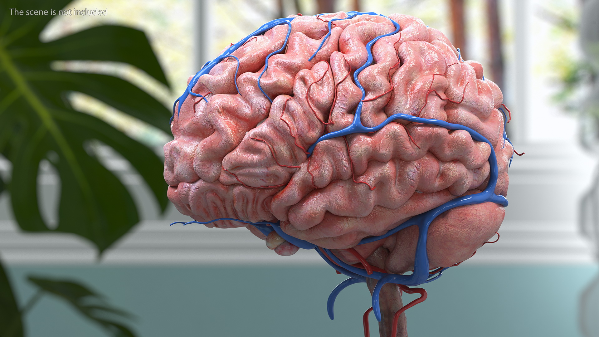 Boy Brain 3D model