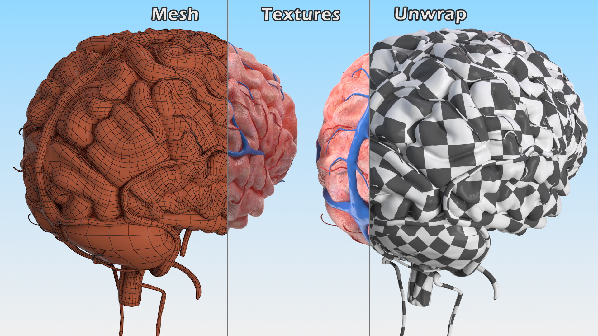 Boy Brain 3D model