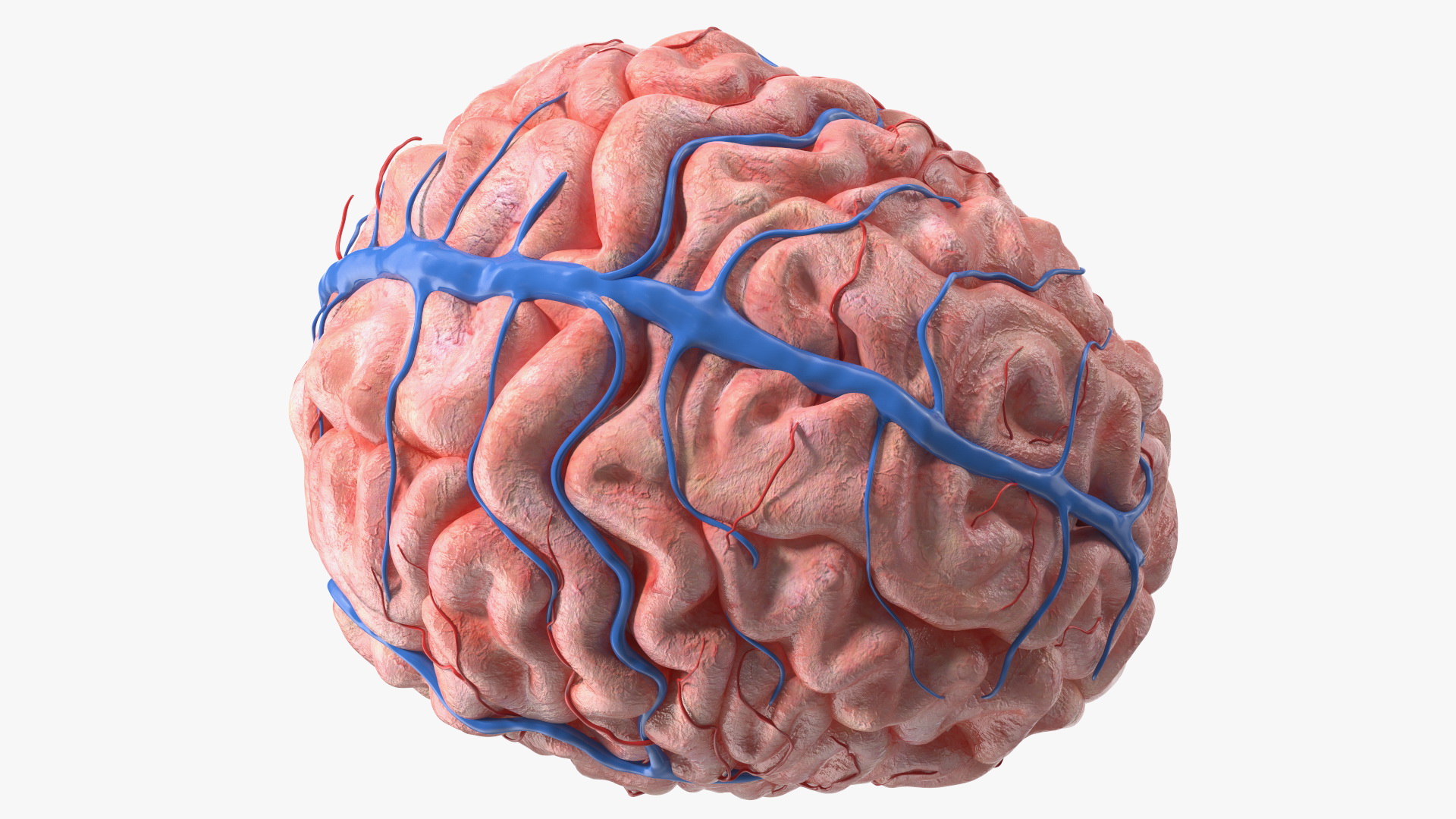 Boy Brain 3D model