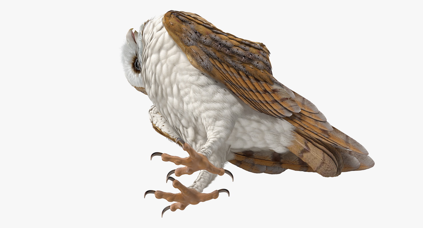 3D model Barn Owl