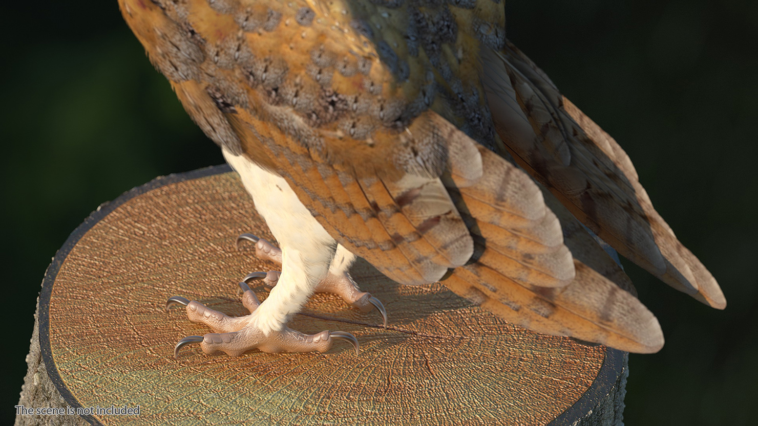 3D model Barn Owl