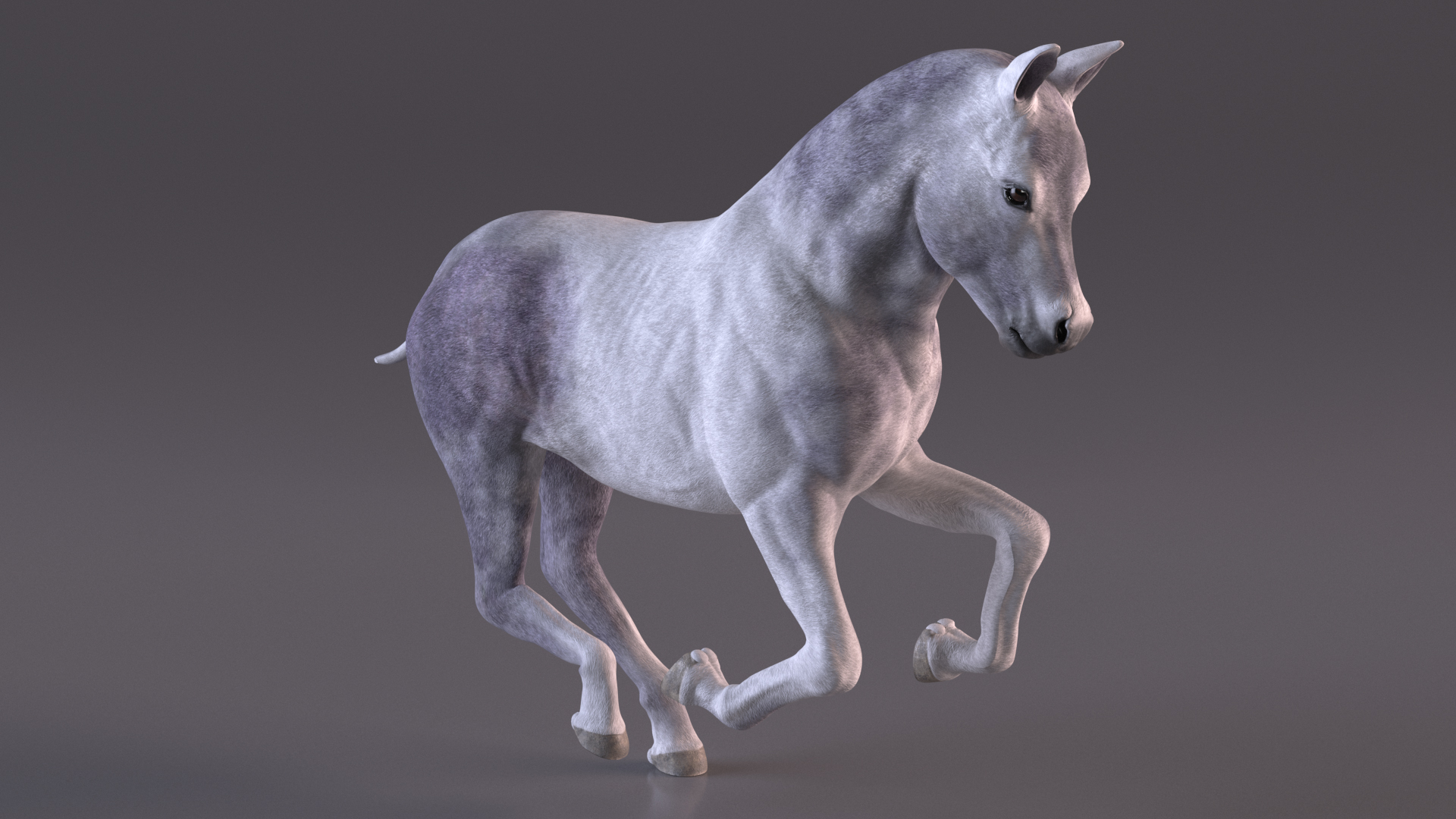 Running Shetland Pony White 3D