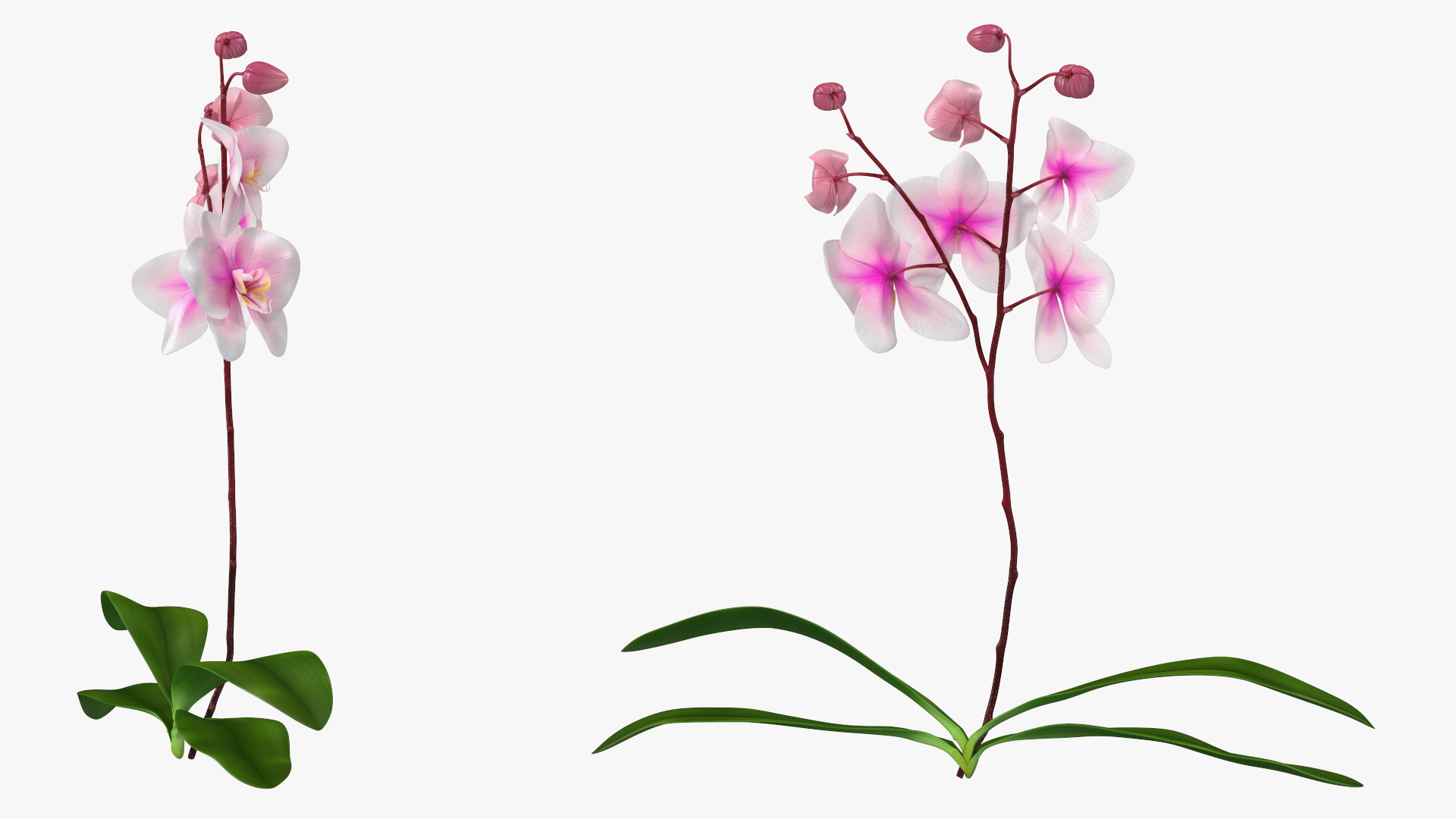 3D Pink Whispers Exotic Orchid Plant model