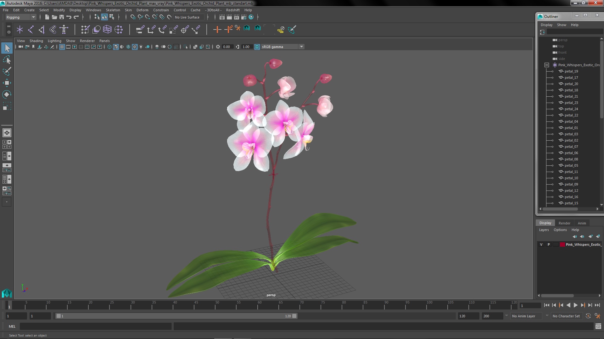 3D Pink Whispers Exotic Orchid Plant model