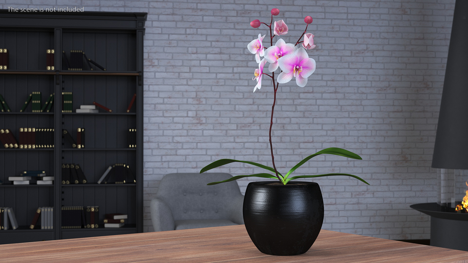 3D Pink Whispers Exotic Orchid Plant model