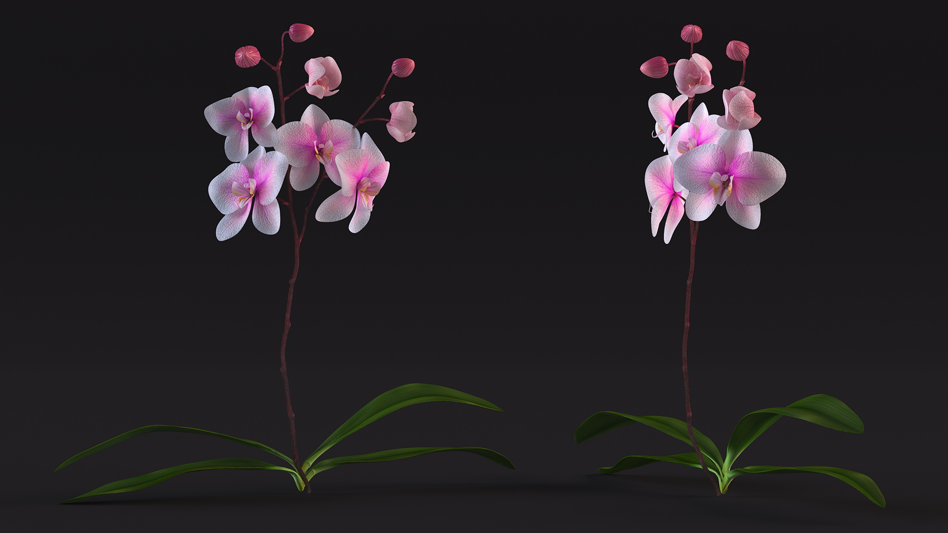 3D Pink Whispers Exotic Orchid Plant model