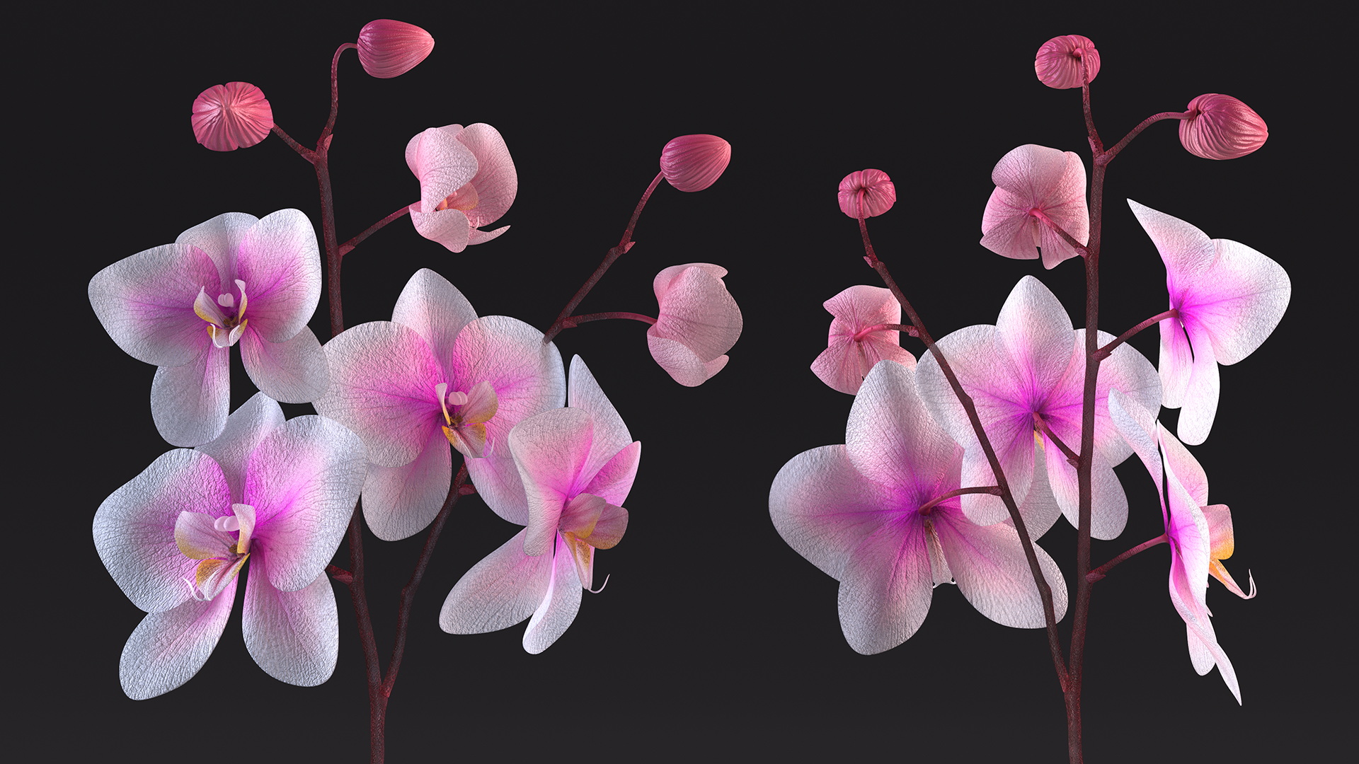 3D Pink Whispers Exotic Orchid Plant model