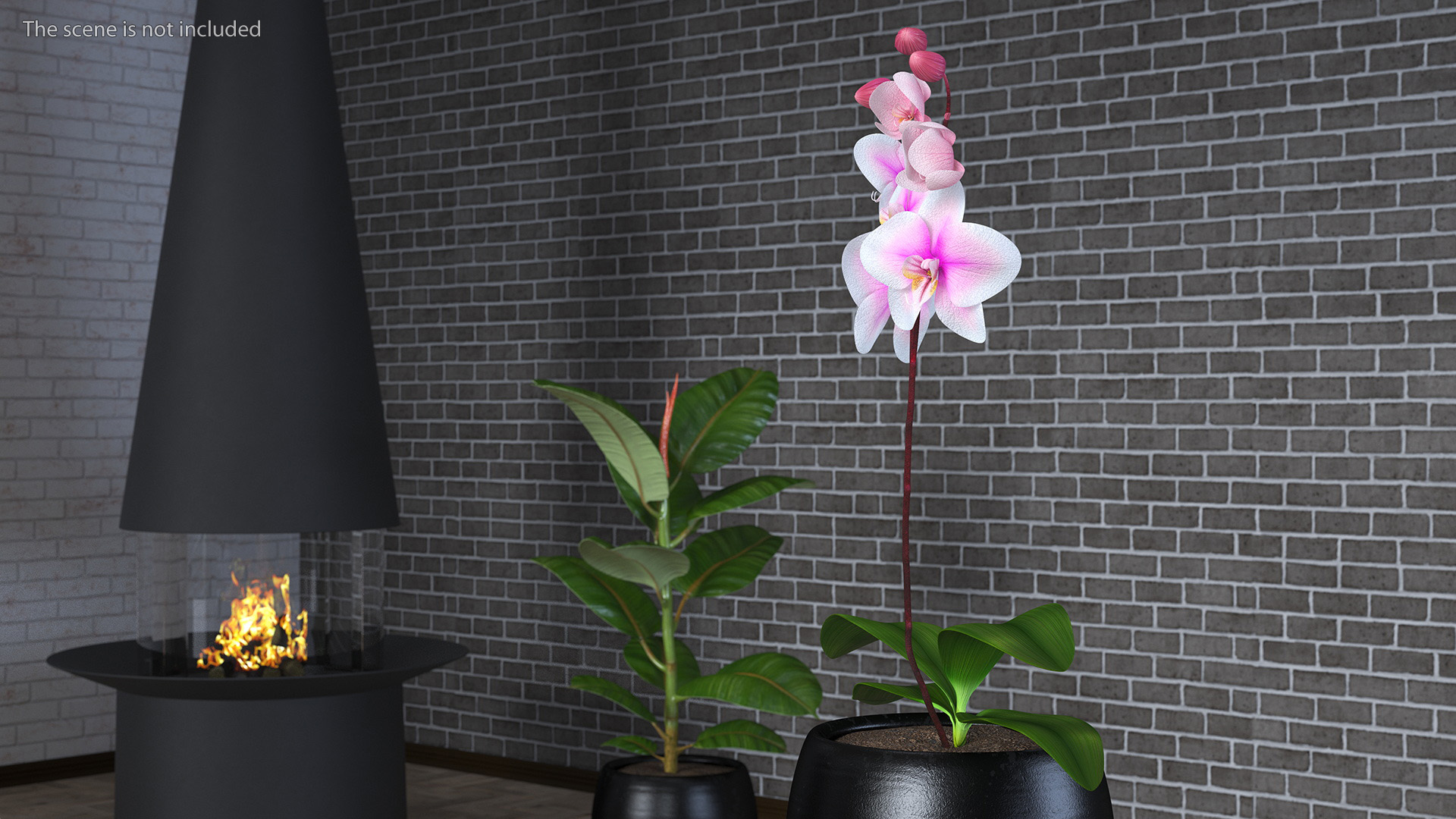 3D Pink Whispers Exotic Orchid Plant model