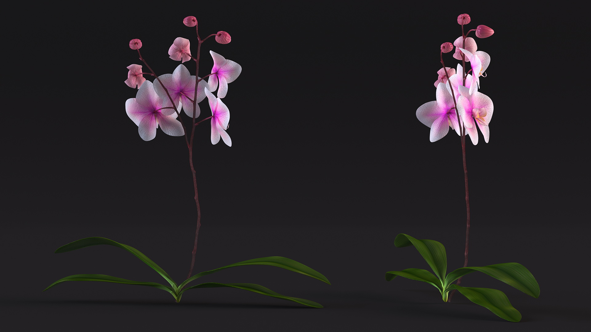 3D Pink Whispers Exotic Orchid Plant model