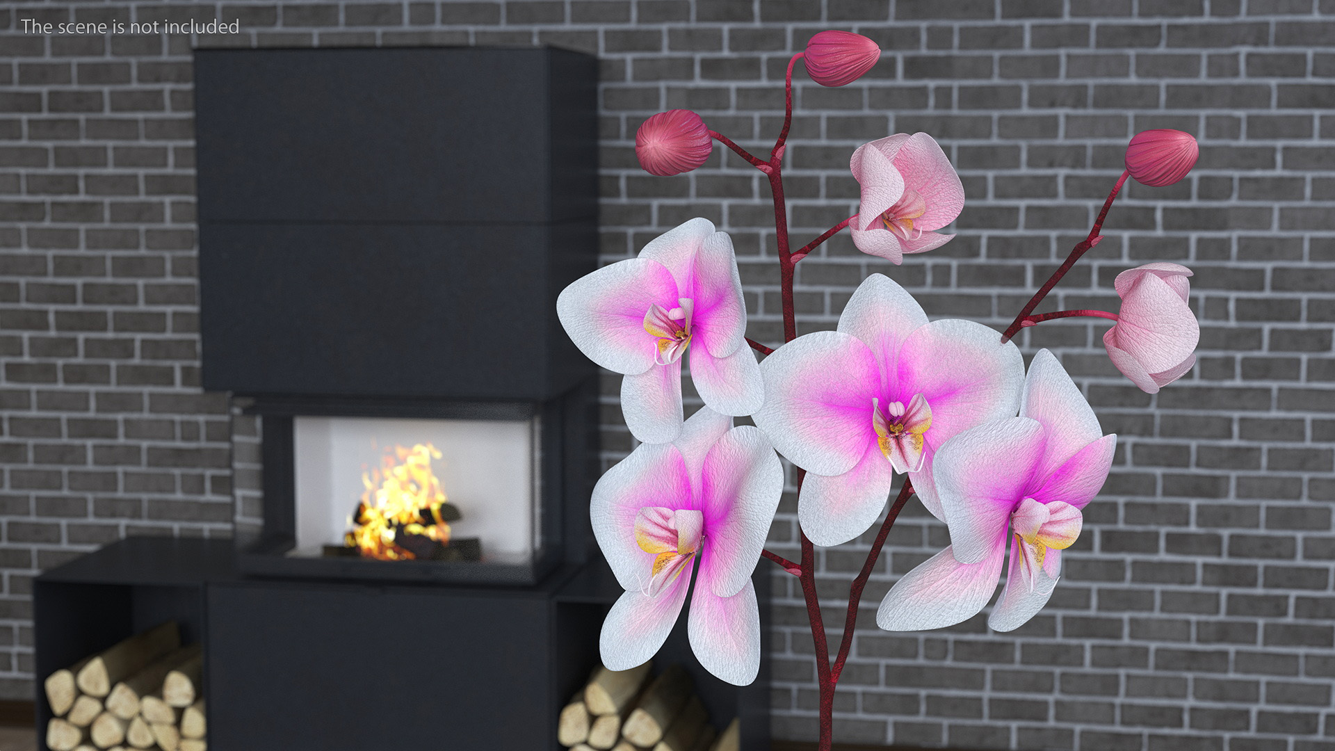 3D Pink Whispers Exotic Orchid Plant model