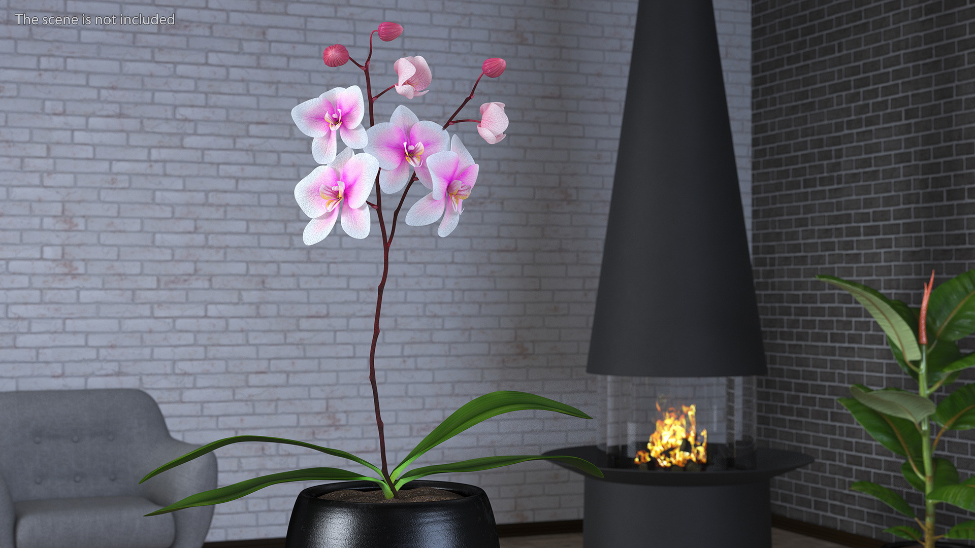 3D Pink Whispers Exotic Orchid Plant model