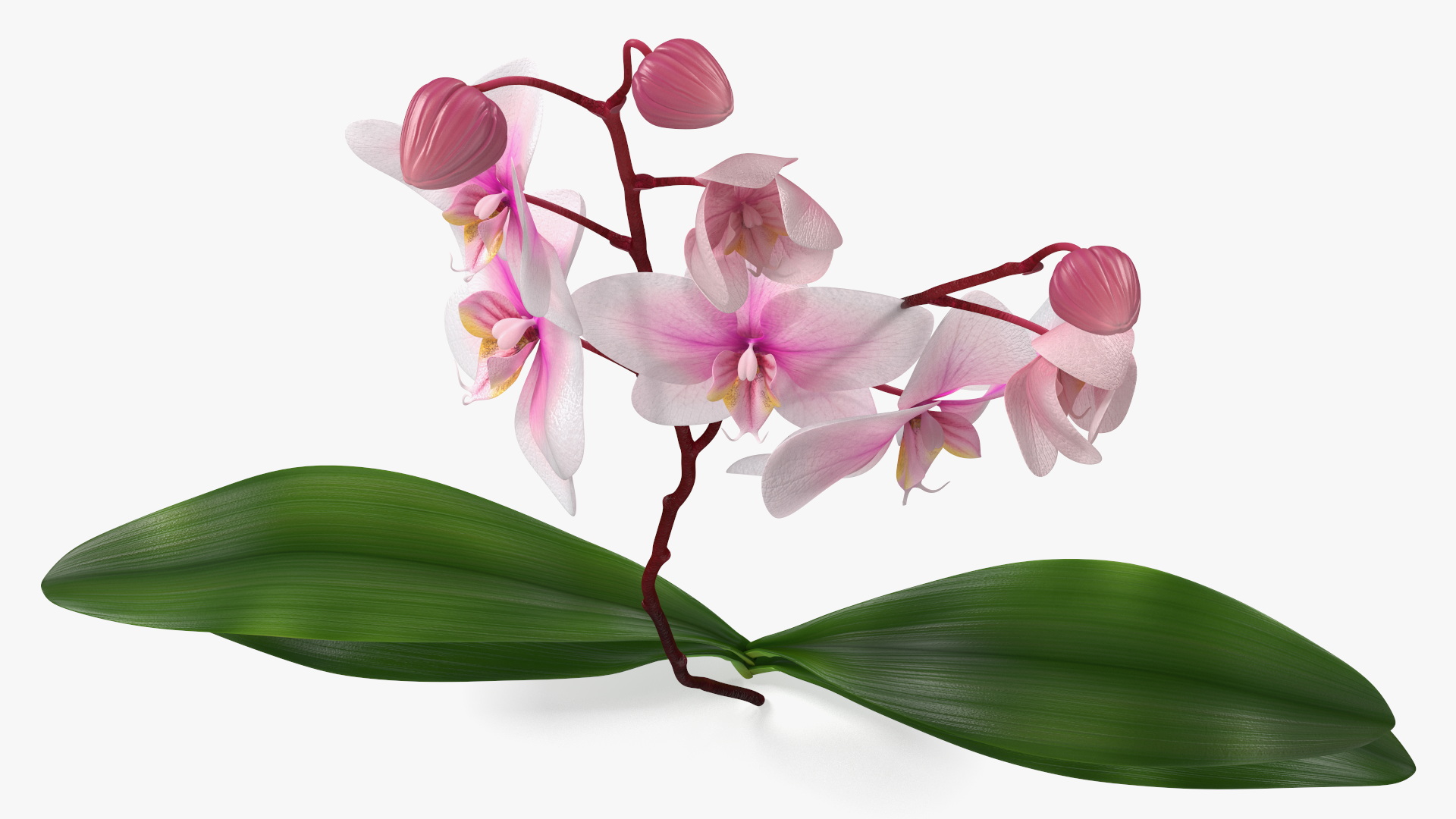 3D Pink Whispers Exotic Orchid Plant model