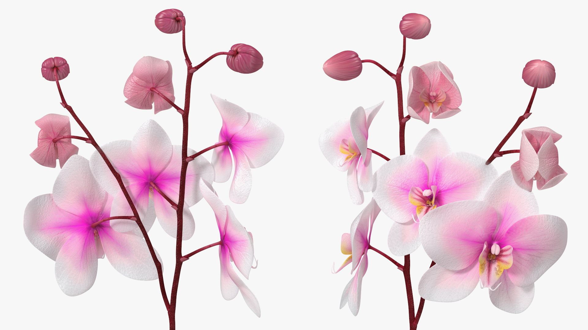 3D Pink Whispers Exotic Orchid Plant model