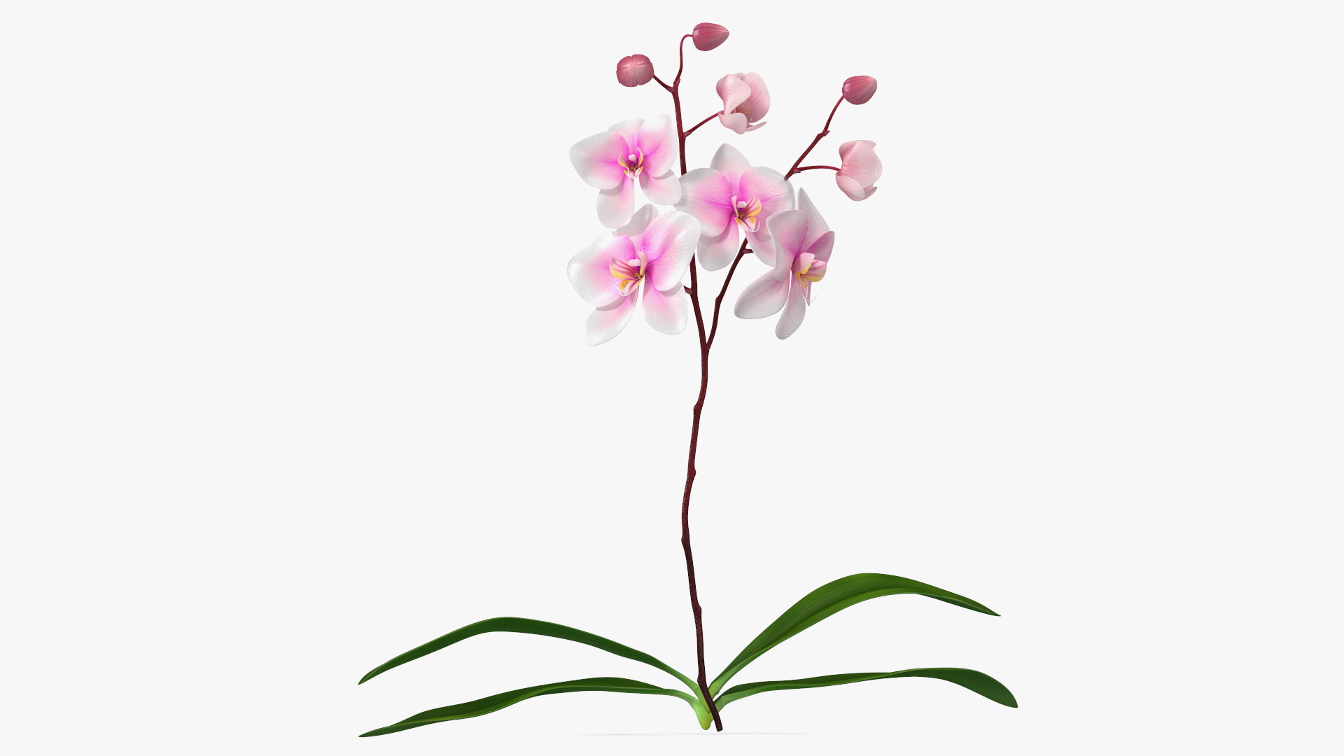 3D Pink Whispers Exotic Orchid Plant model