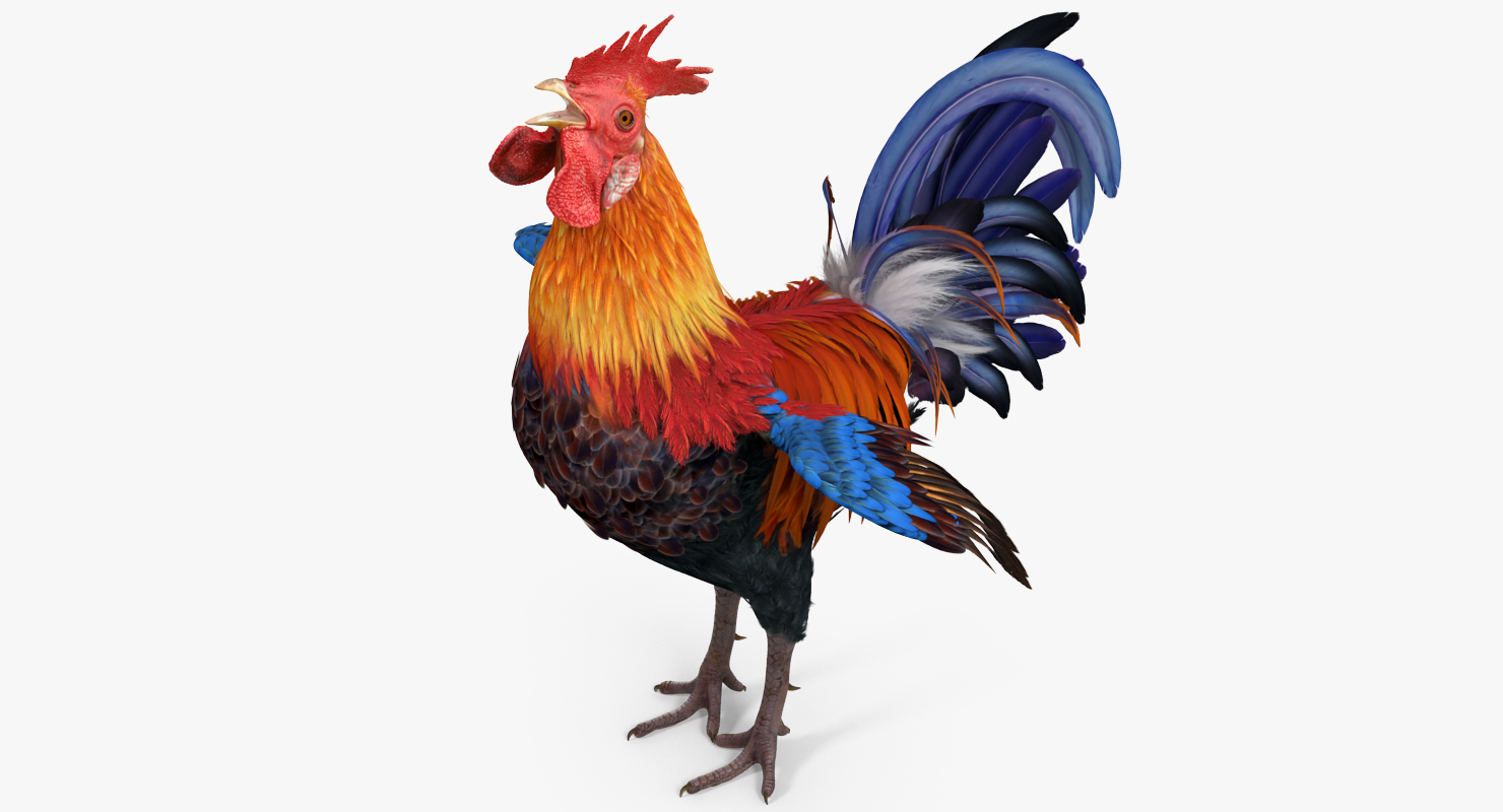 3D model Cock Crows