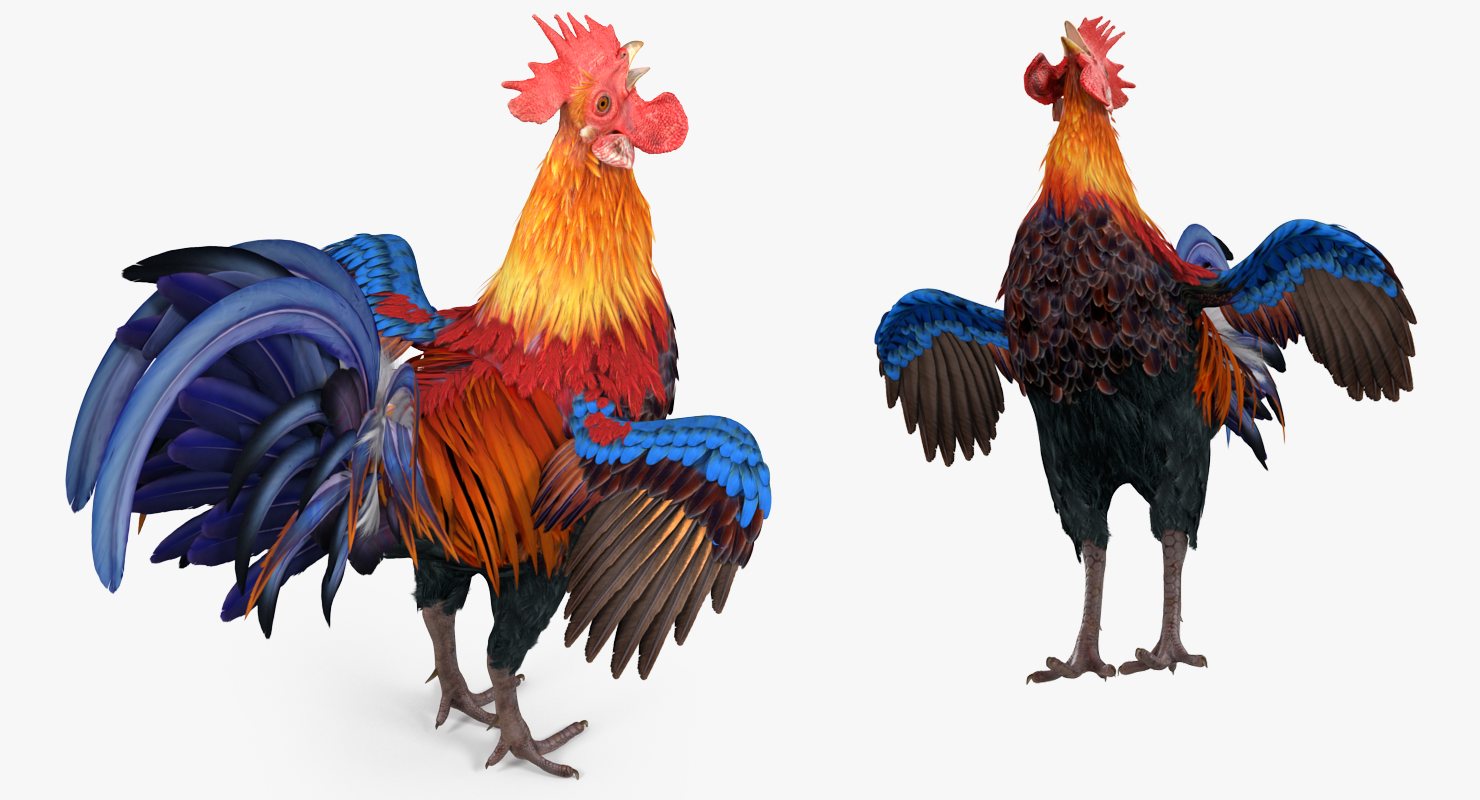 3D model Cock Crows