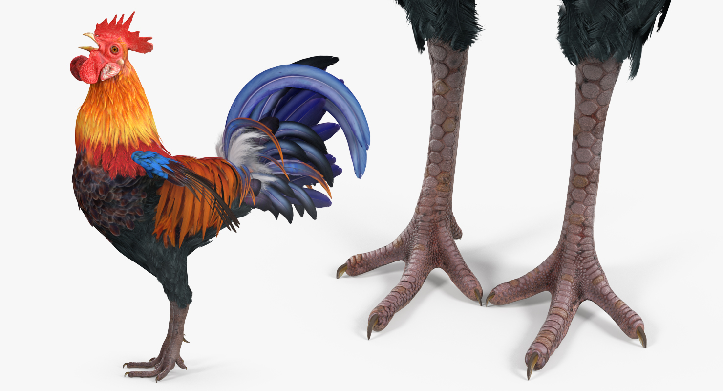 3D model Cock Crows