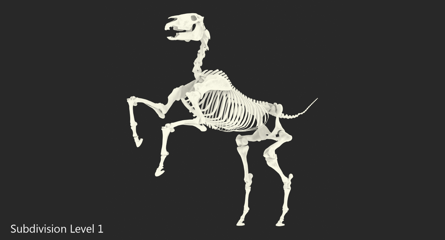 3D Horse Skeleton Rigged