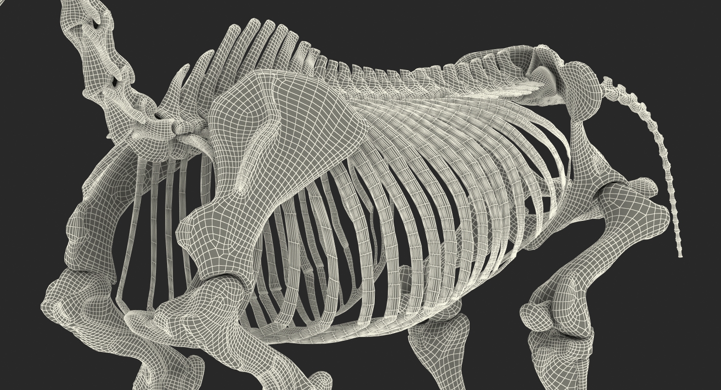 3D Horse Skeleton Rigged