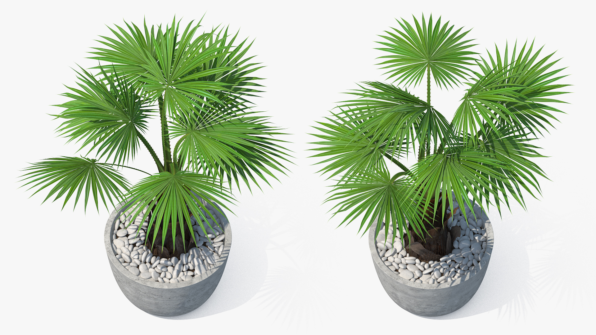 3D model Washingtonia Robusta Pot Plant