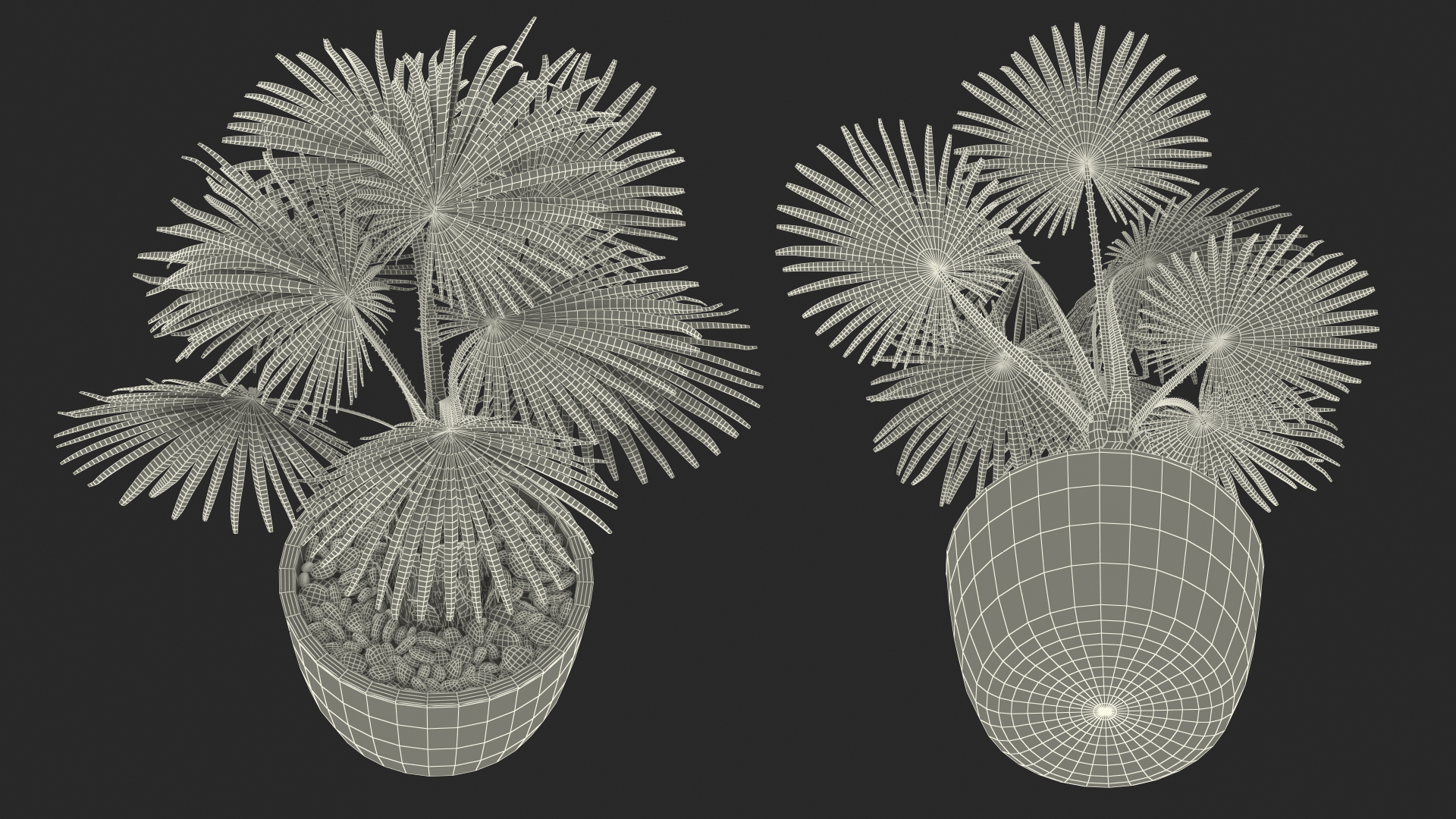 3D model Washingtonia Robusta Pot Plant