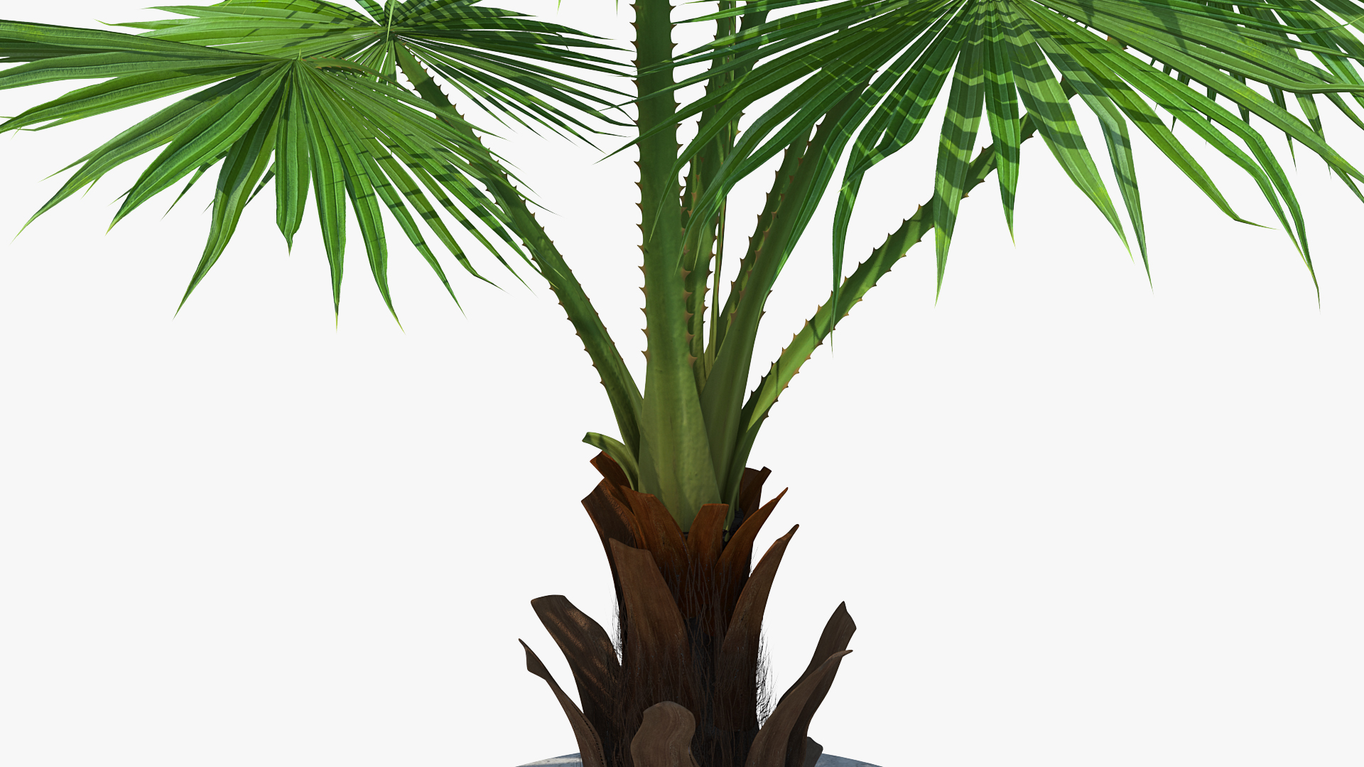 3D model Washingtonia Robusta Pot Plant