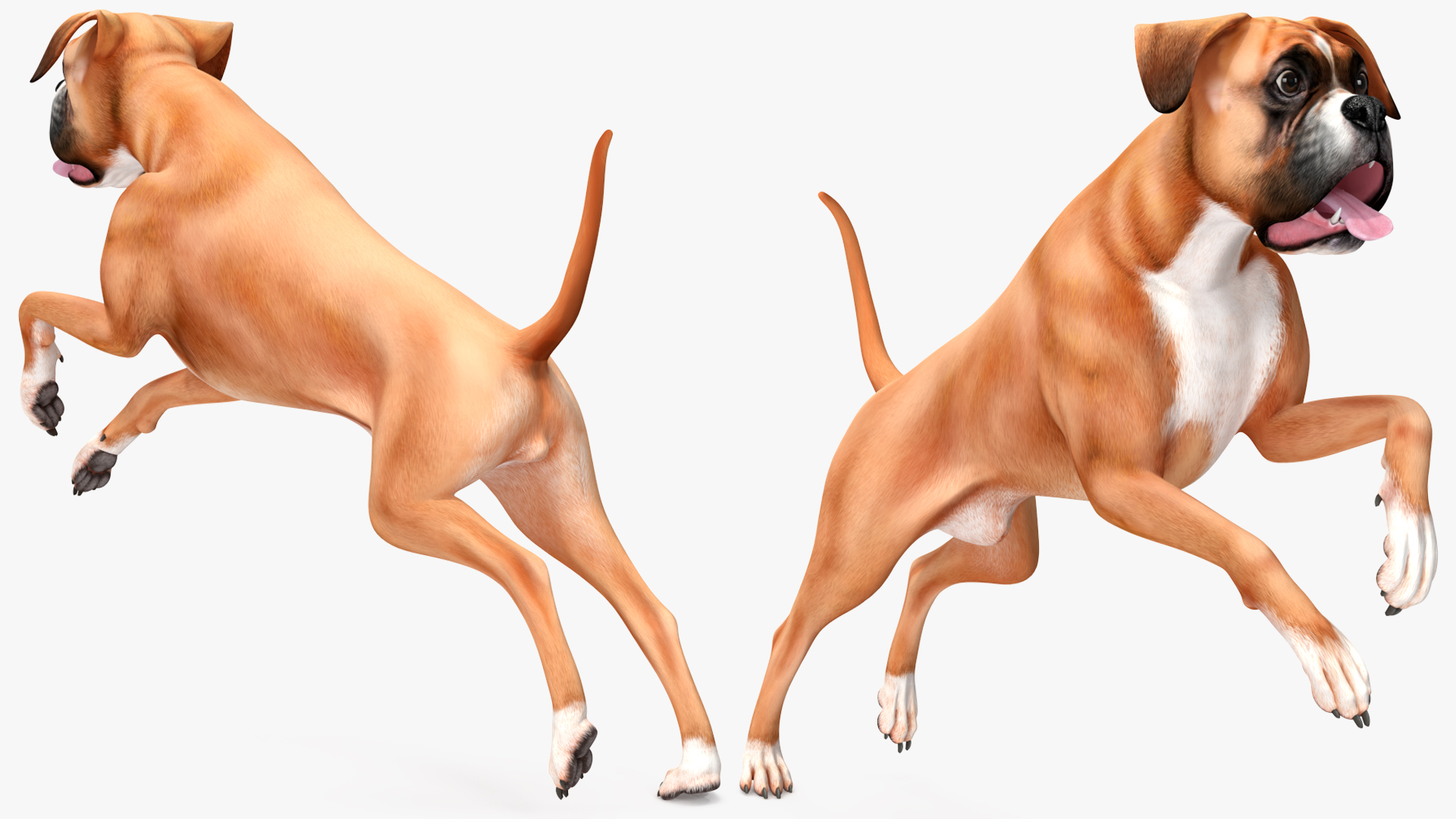 3D Boxer Dog Rigged